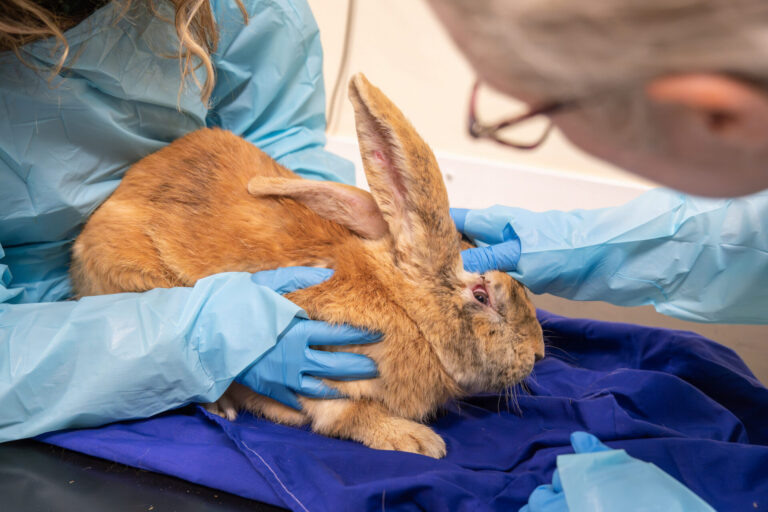 Two people in blue gloves and gowns examine a large light brown rabbit lying on a blue cloth, checking its ear closely in a veterinary setting after it was abandoned at a vet practice—a reminder that Pets Matter and deserve compassionate care.