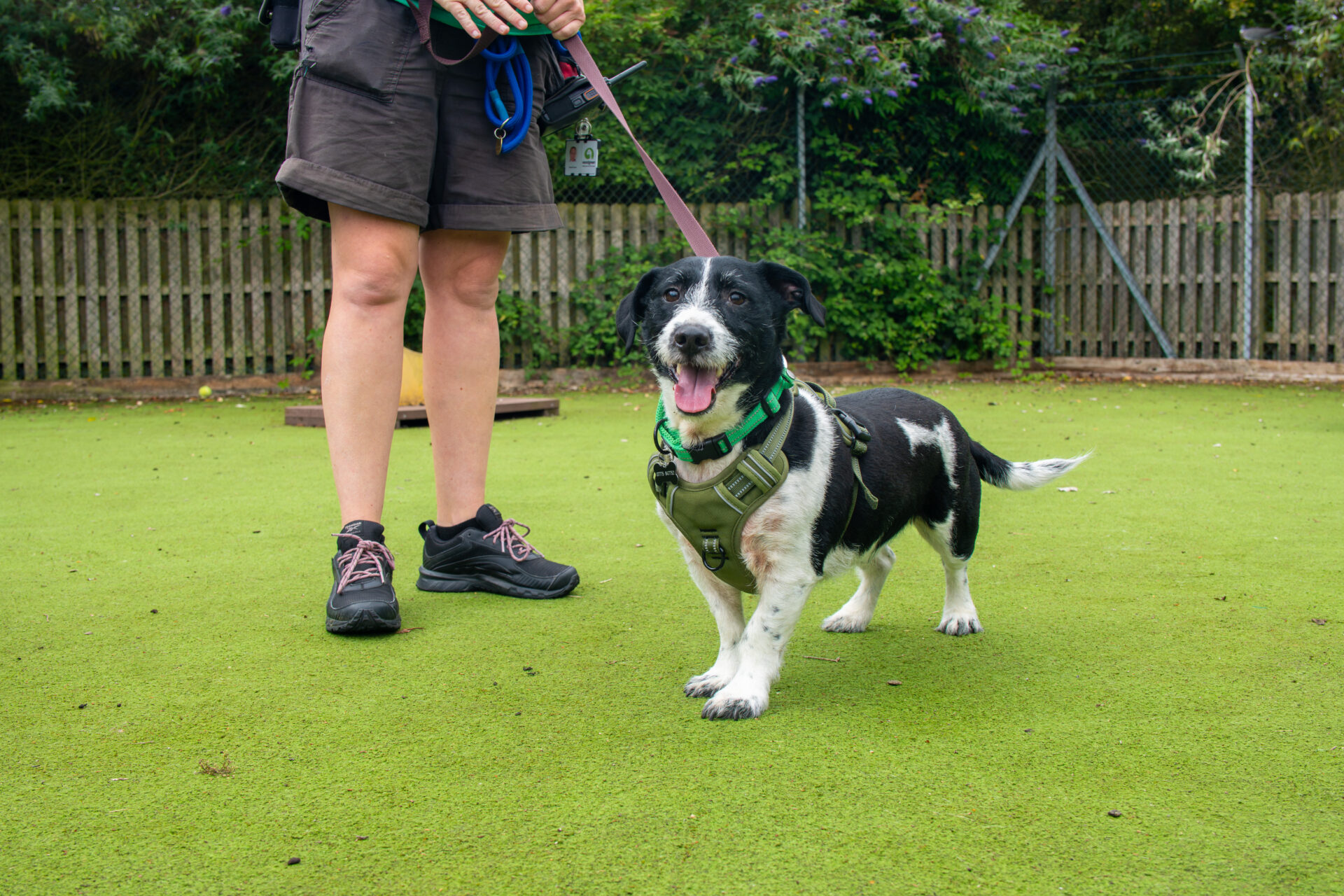 A black and white dog on a lead stands on green grass next to a person in shorts and trainers. The dog is wearing a harness and looks happy with its tongue out. There is a wooden fence and trees in the background.