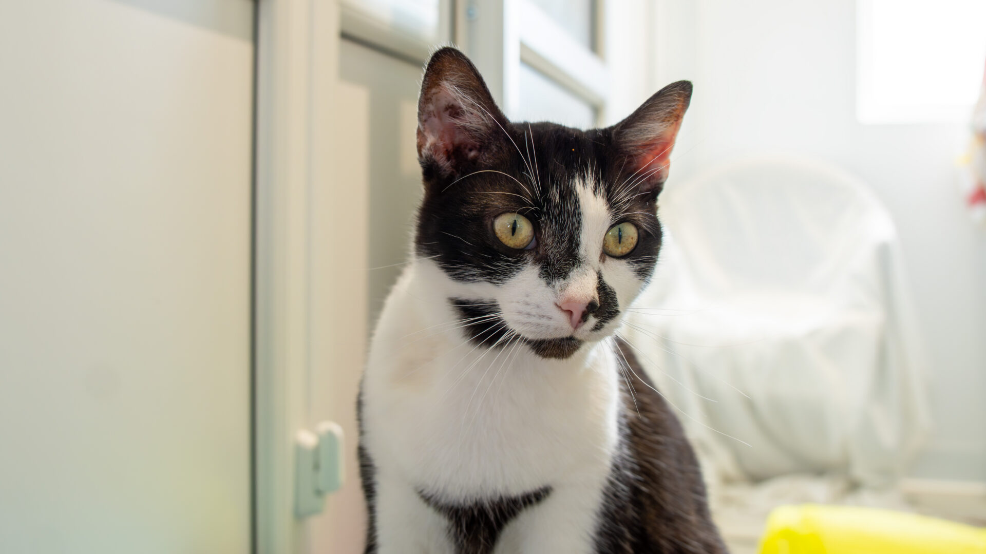A black and white cat with yellow eyes sits indoors, gazing to the left. The background shows blurred furniture and soft natural light.