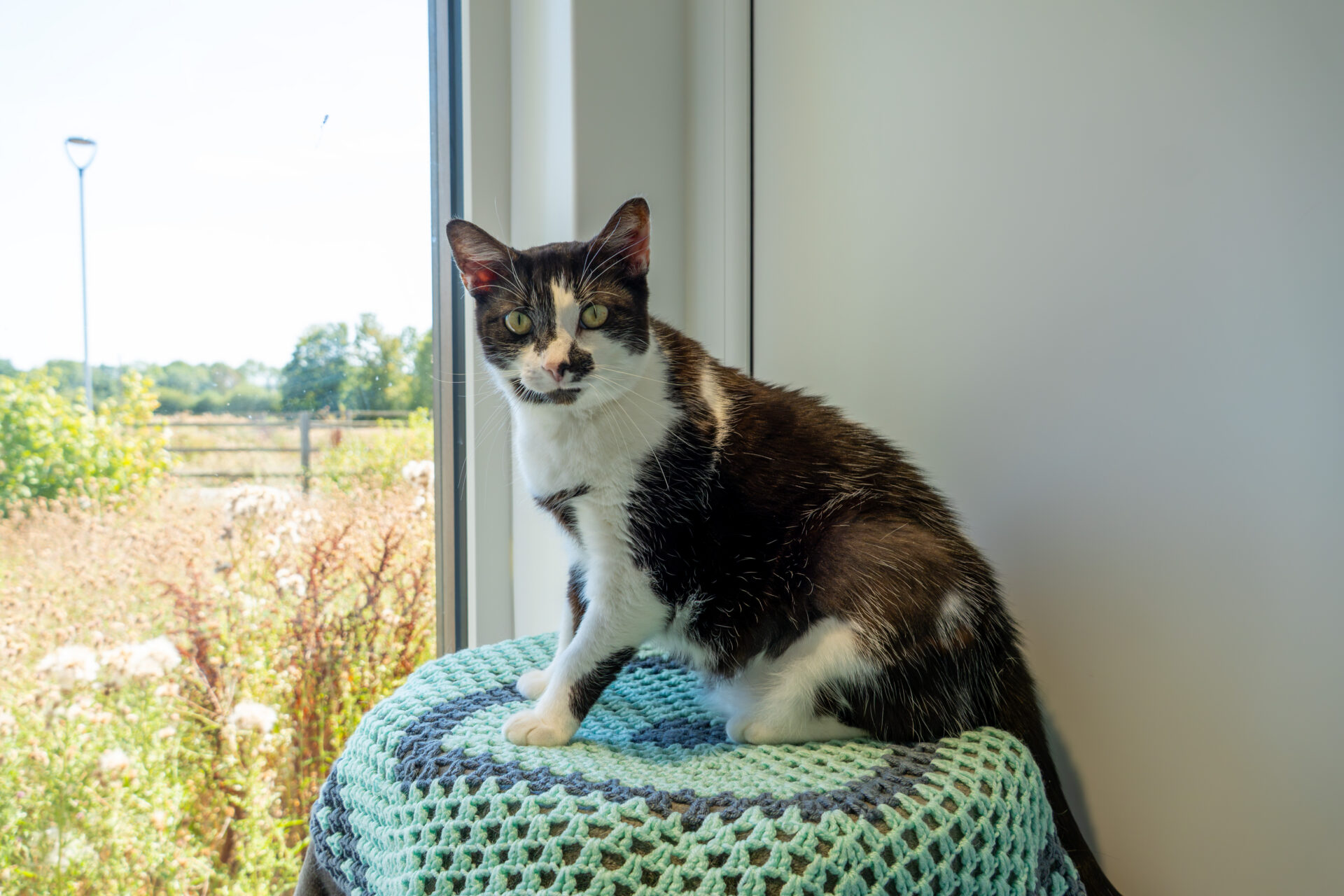 A black and white cat sits on a crocheted blanket by a sunny window, looking towards the camera. There is a green landscape visible outside.