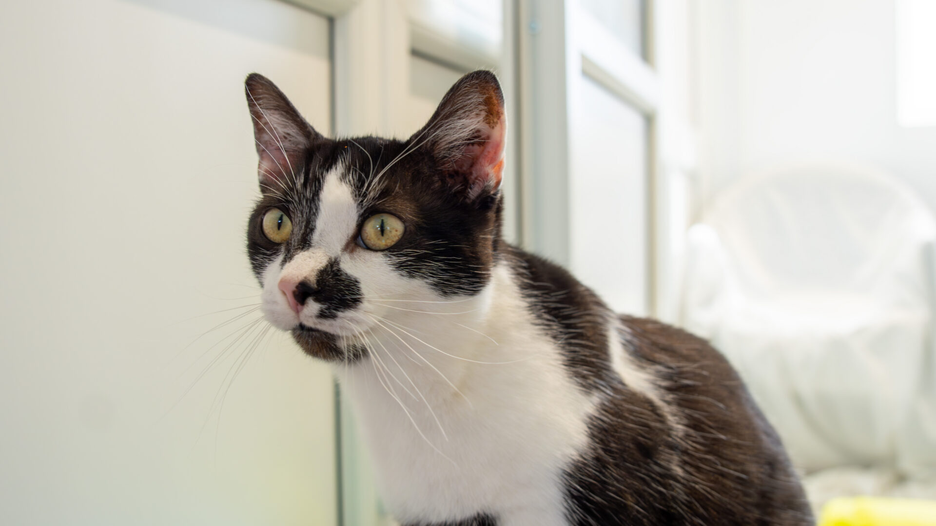 A black and white cat with yellow eyes looks alert, standing indoors near a window with soft light and white furnishings in the background.