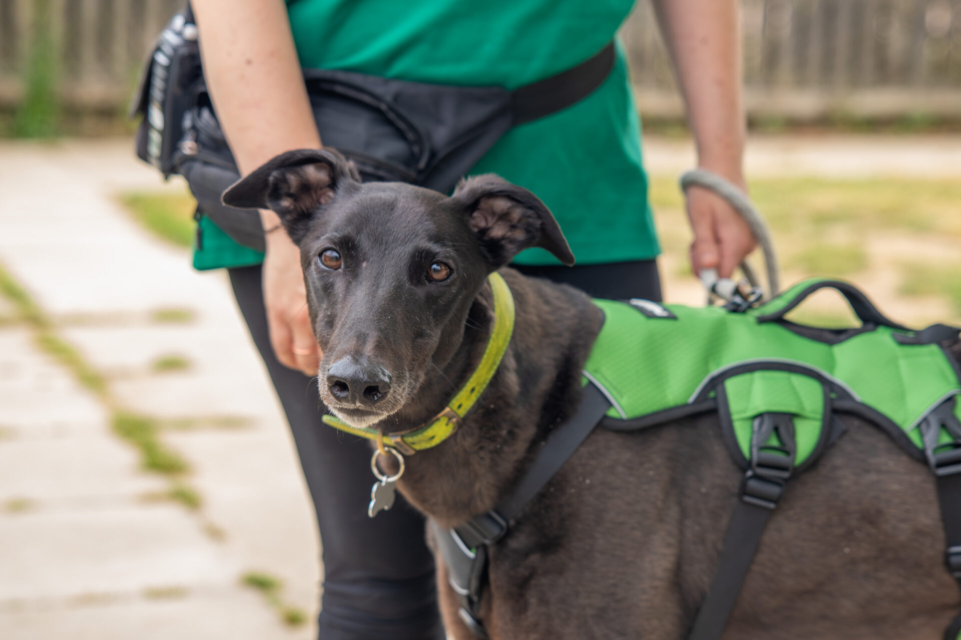 A black greyhound wearing a green harness stands next to a person dressed in green and black. The dog looks attentively at the camera while outdoors on a paved path.
