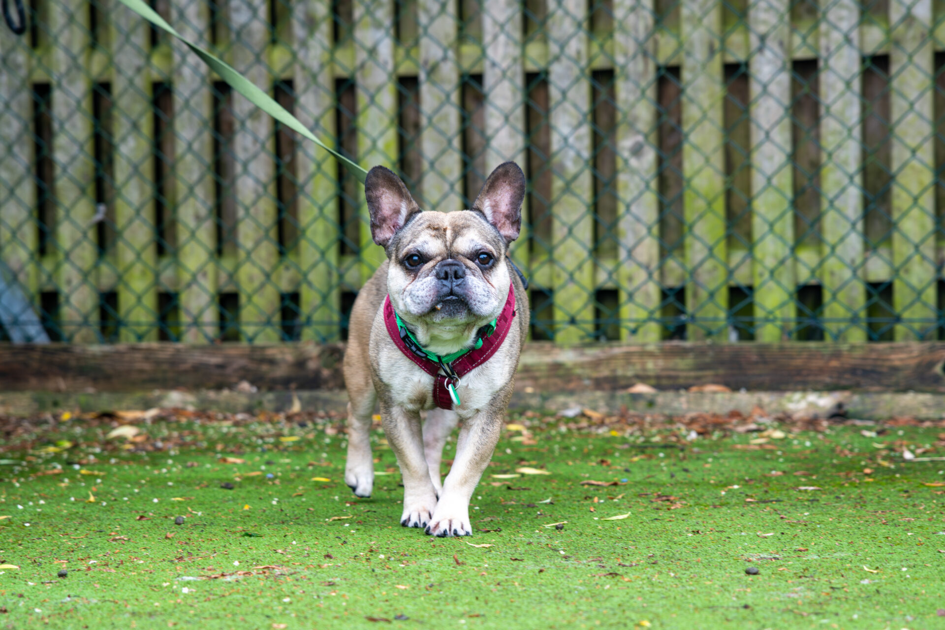A tan and white French Bulldog on a green lead walks on mossy ground, wearing a red harness, with a wire fence and wooden slats in the background.
