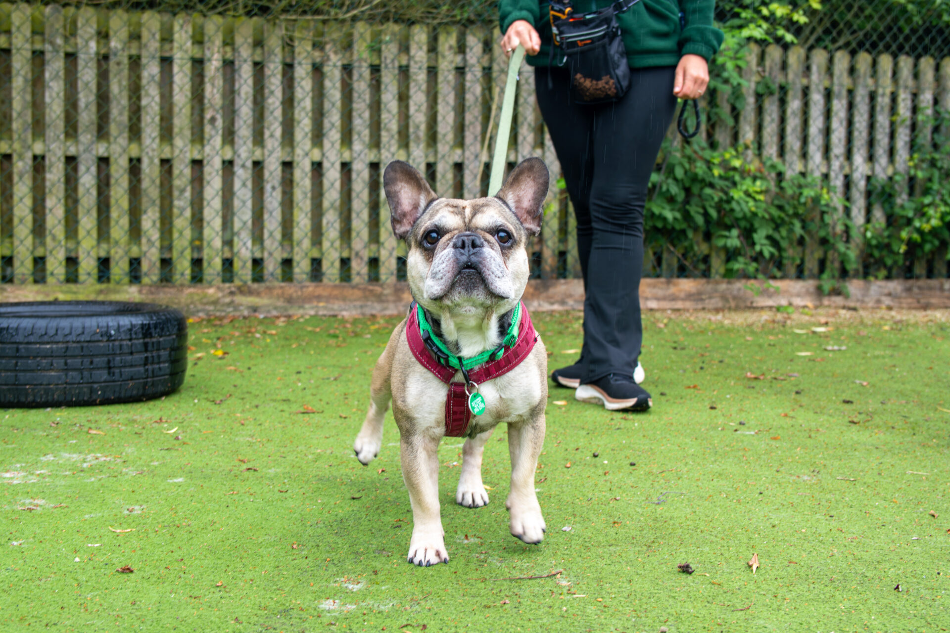 A French Bulldog on a lead stands on green artificial grass, lifting one paw. A person in black trousers and a green top holds the lead in the background, with a wooden fence and greenery behind them.