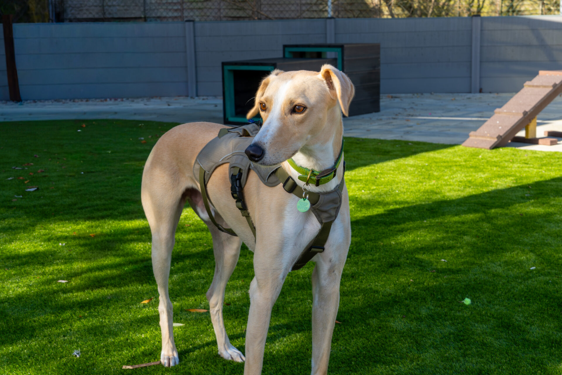 A tan Lurcher wearing a green collar and an olive-coloured harness stands on a grassy lawn.