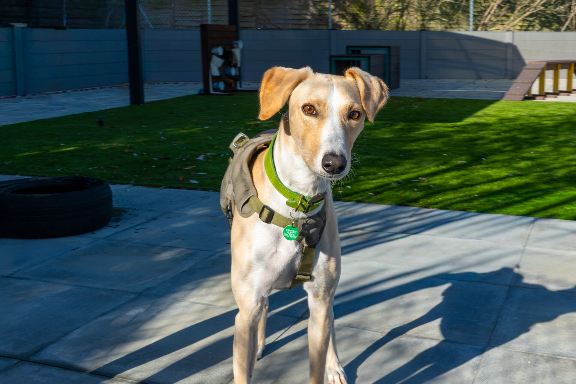 A tan Lurcher with a white blaze on its face wears a green collar and a backpack harness while standing on a paved patio.