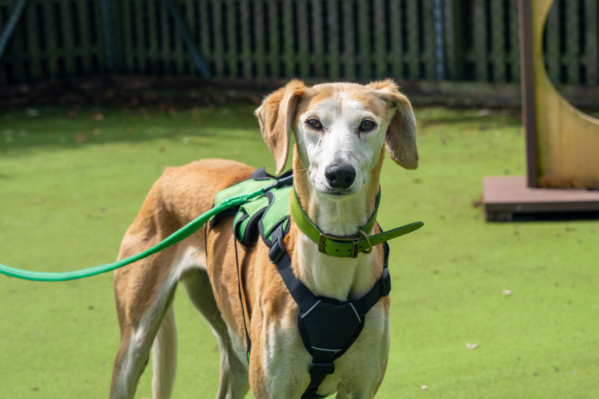 A slender lurcher with tan and white fur stands on artificial grass outdoors, wearing a green harness and lead, looking attentively at the camera. A wooden fence and play equipment are visible in the background.