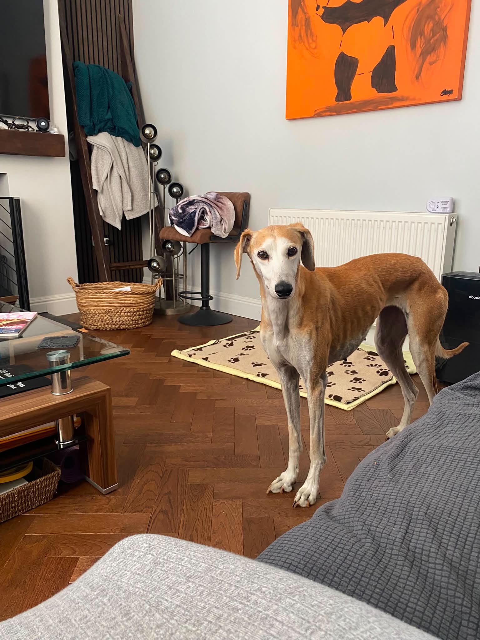 A slender brown and white lurcher named Sally stands on a wooden floor in a cosy living room with modern decor, a basket, dog mat, glass coffee table, grey sofa, and orange artwork on the wall.