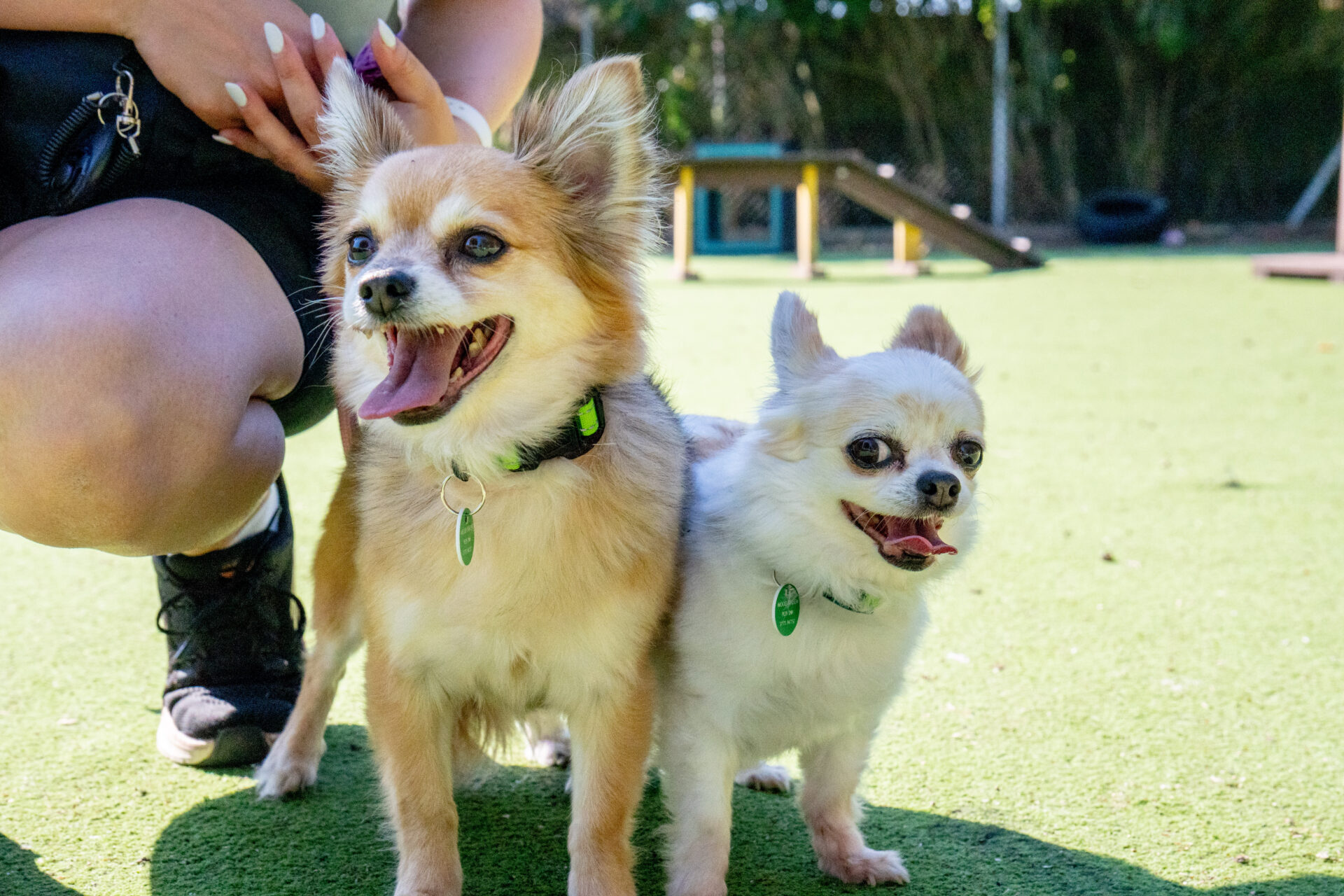 Two small dogs, a lively Chihuahua and Chihuahua cross with a colourful collar, stand on green grass, panting happily. A person kneels beside them, partially visible on the left. Playground equipment and trees are in the background, with sunlight casting soft shadows.