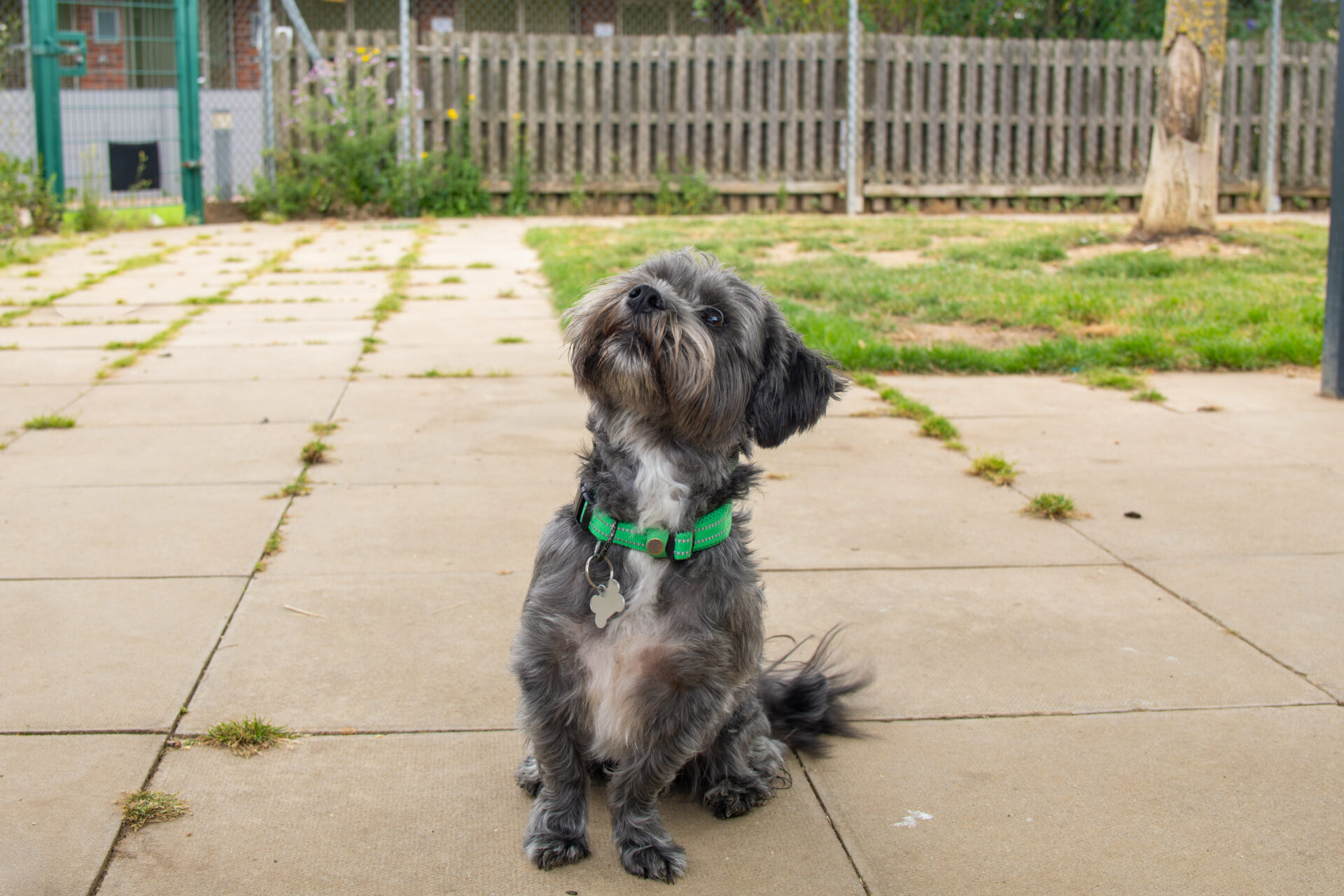 Small fluffy black and grey dog with a green collar sits on a patio, tilting its head. Fence, grass, and trees are visible in the background.