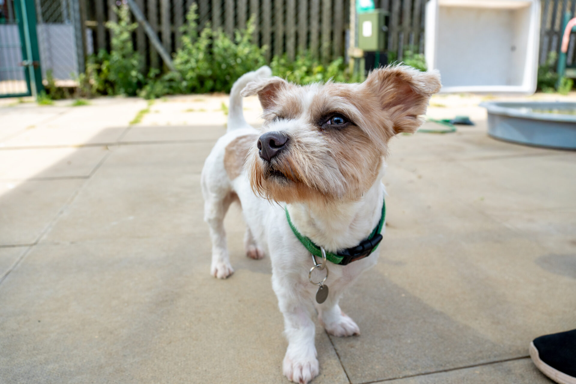 A small white and tan dog with a green collar stands on a patio, looking off to the side. There are plants, a fence, and a kennel in the background on a sunny day.