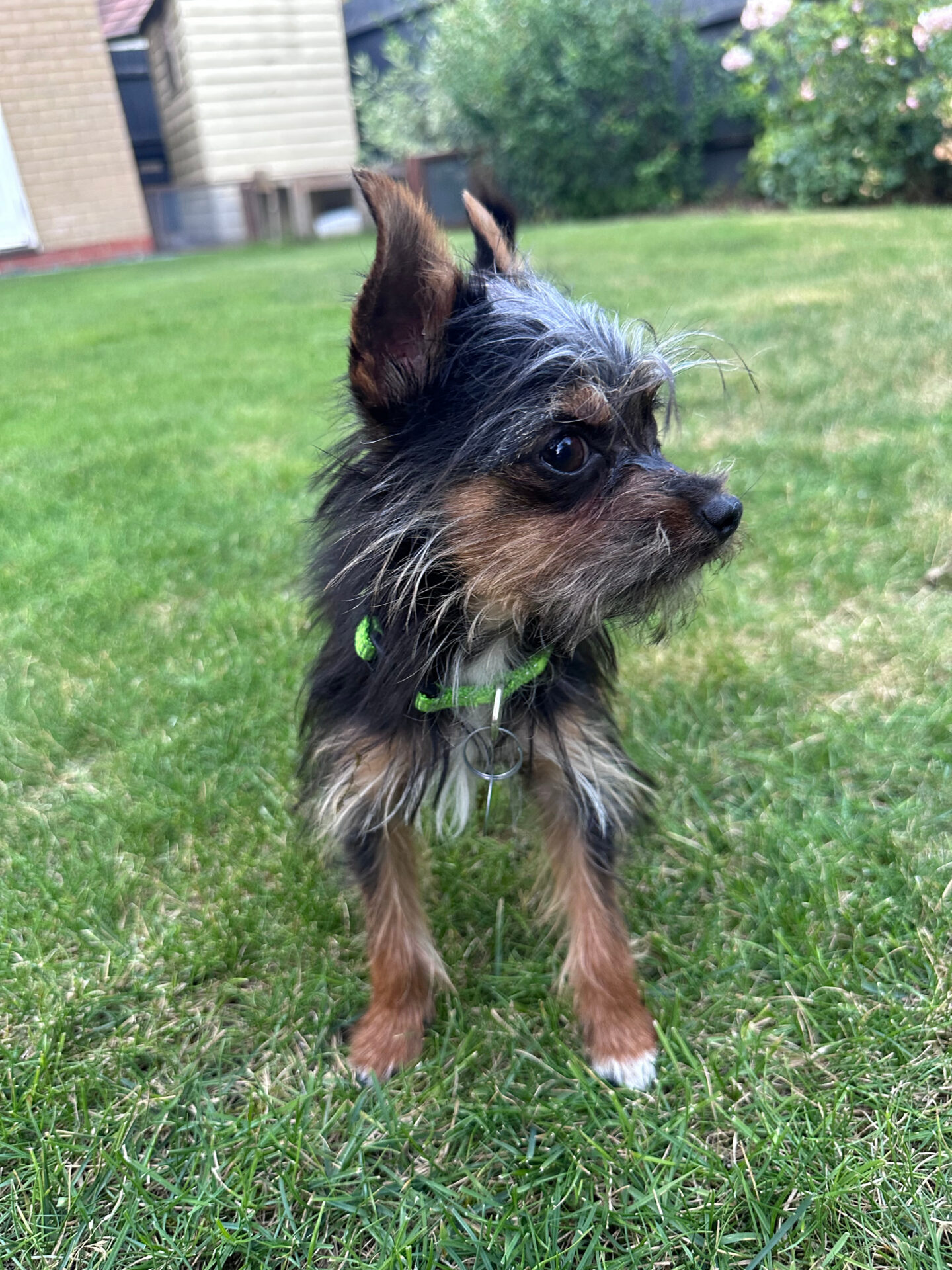 A small, scruffy Yorkshire Terrier Mix with black and brown fur and a green collar stands on green grass, looking to the side with ears pricked up. Bushes and a building are in the background, while a single acorn rests near its paws.