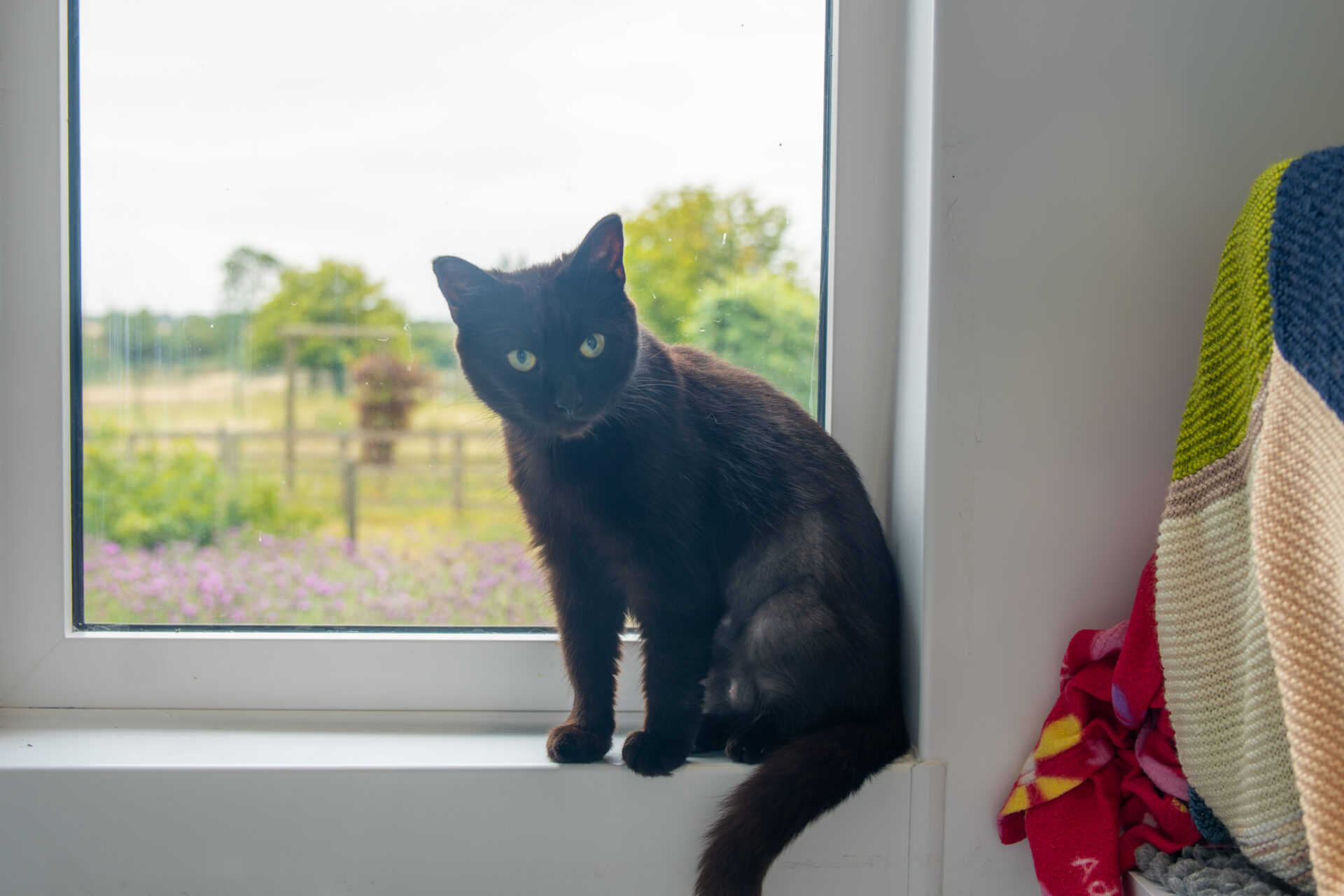 A black cat with green eyes sits on a white windowsill, looking at the camera. There is a colourful blanket to the right and a blurred view of a garden outside the window.