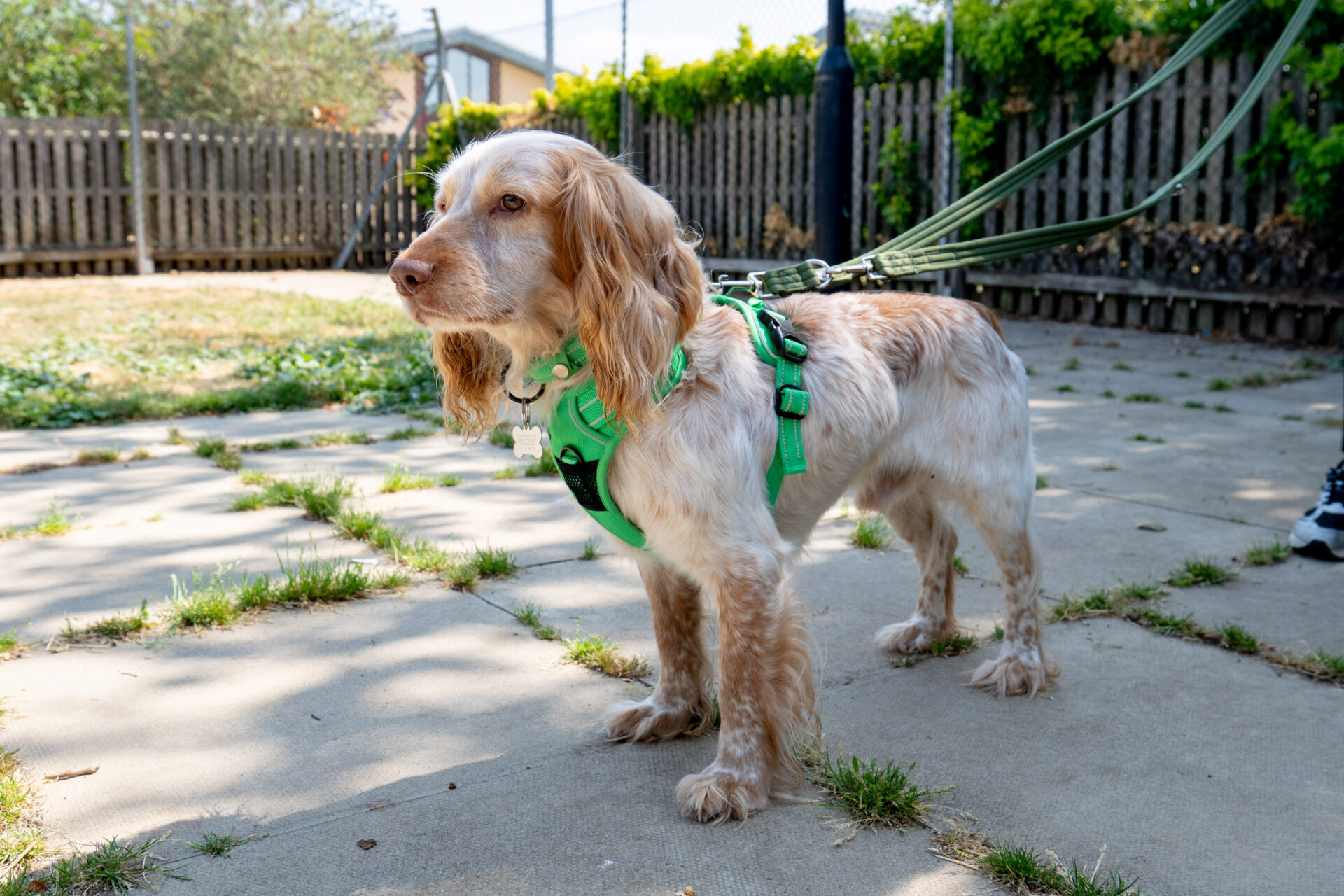 A light-brown, long-haired dog wearing a green harness stands on a paved area outdoors, attached to a lead, with grass patches and a wooden fence in the background.