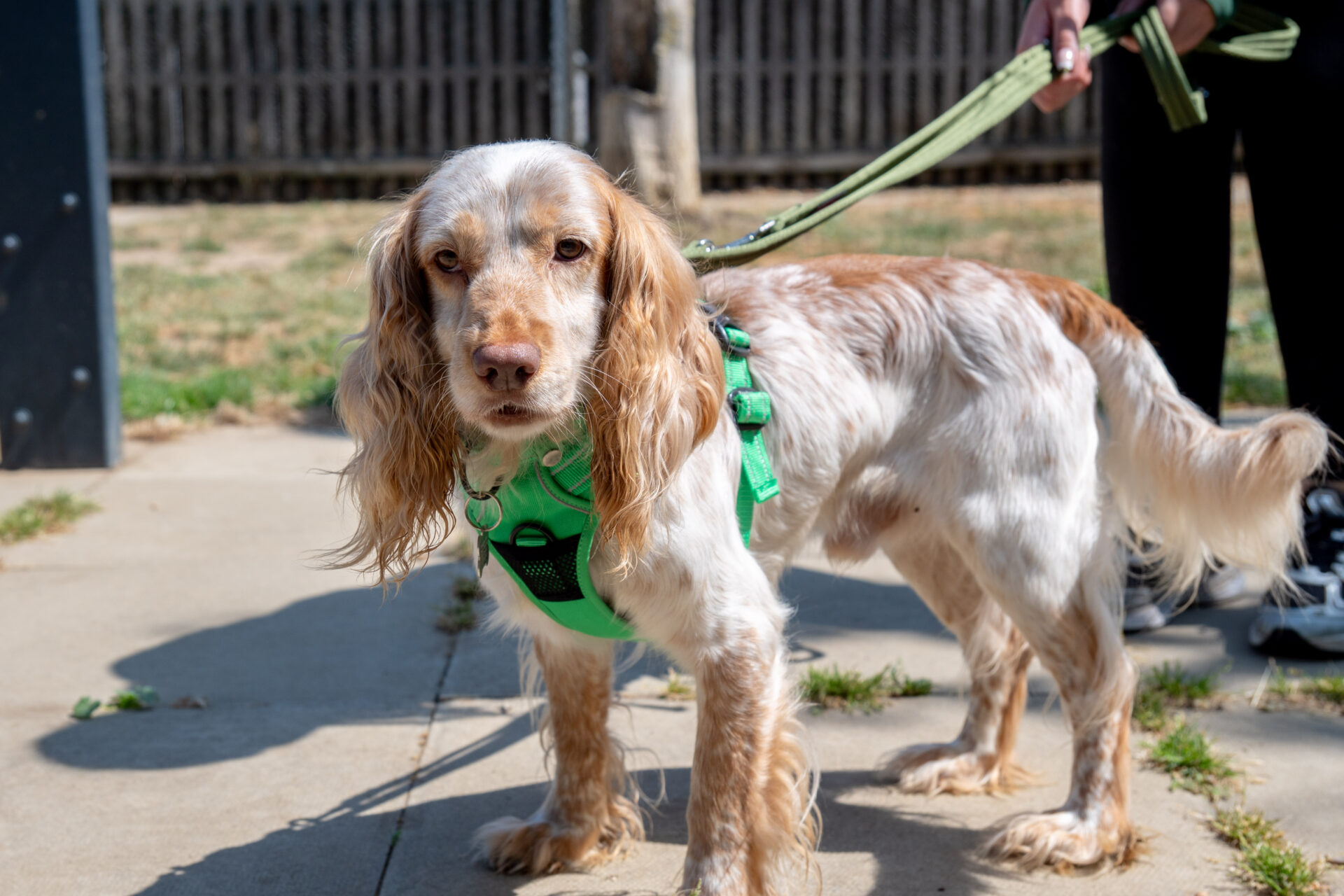 A white and tan dog with long ears stands on a pavement wearing a green harness and lead, being held by someone out of frame.
