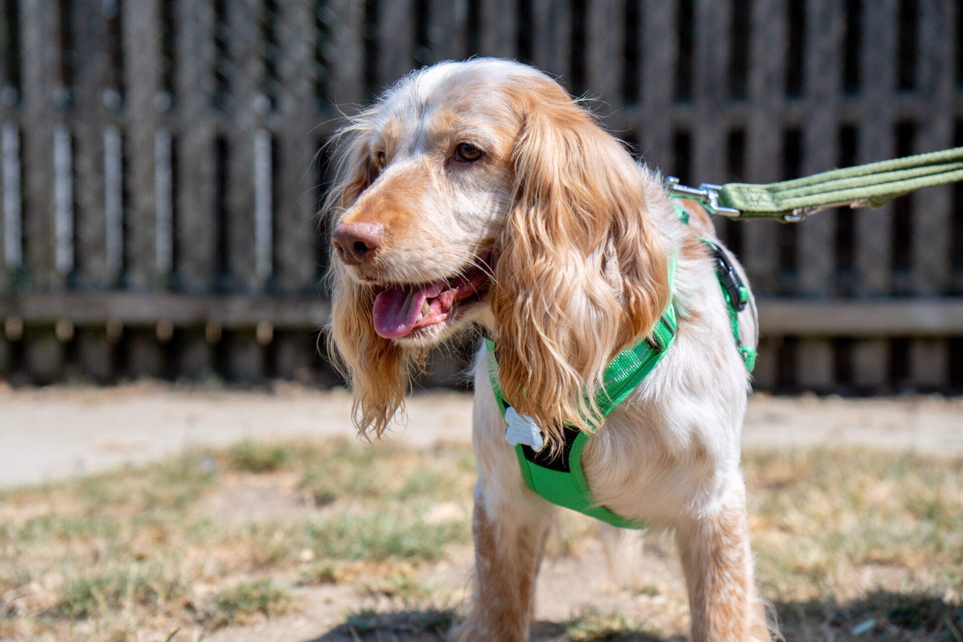 A brown and white dog with long ears wears a green harness and lead, standing on grass with a wooden fence in the background.