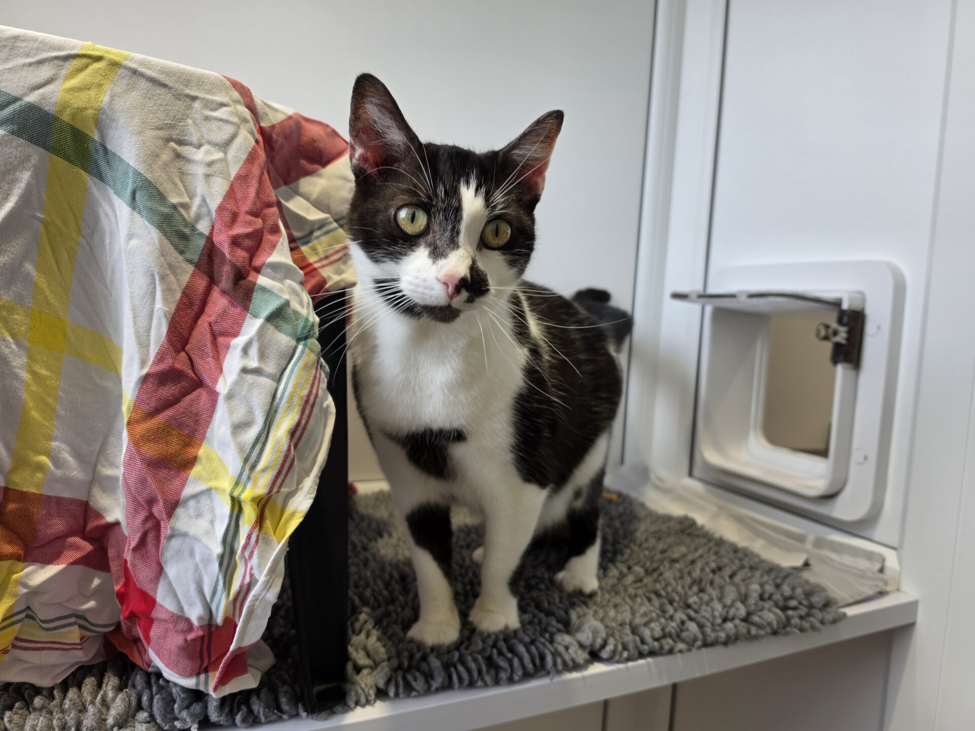 A black and white cat stands on a grey mat next to a colourful checked blanket and a small white pet door, looking directly at the camera in a bright, indoor setting.