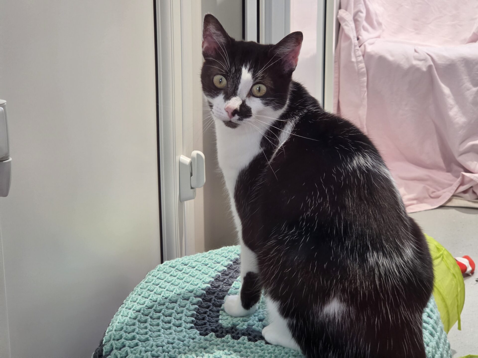 A black and white cat with a distinctive facial marking sits on a textured aqua blanket, looking back towards the camera. The background features a door, a white wall, and a pink draped cloth.