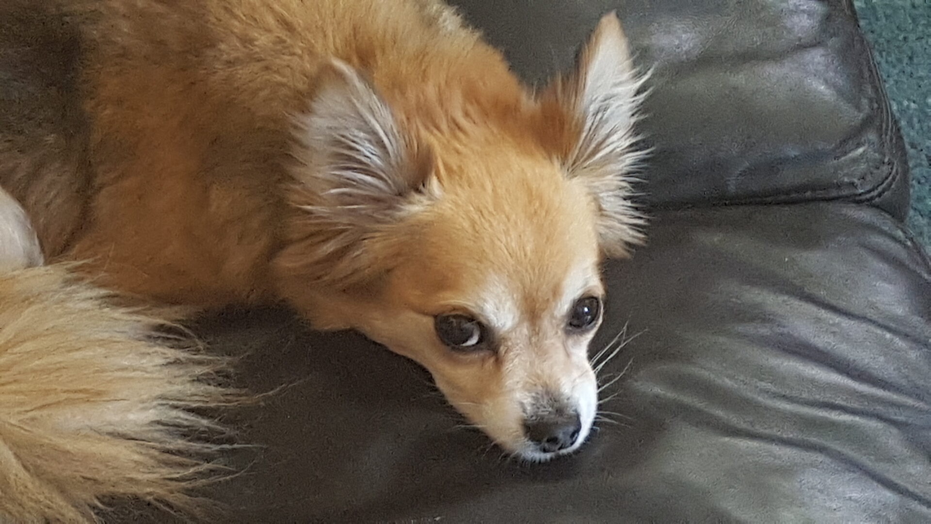 Small, light brown chihuahua dog with fluffy ears and tail, named Shay Cookie, lying on a dark brown leather sofa, looking up with a calm and relaxed expression.