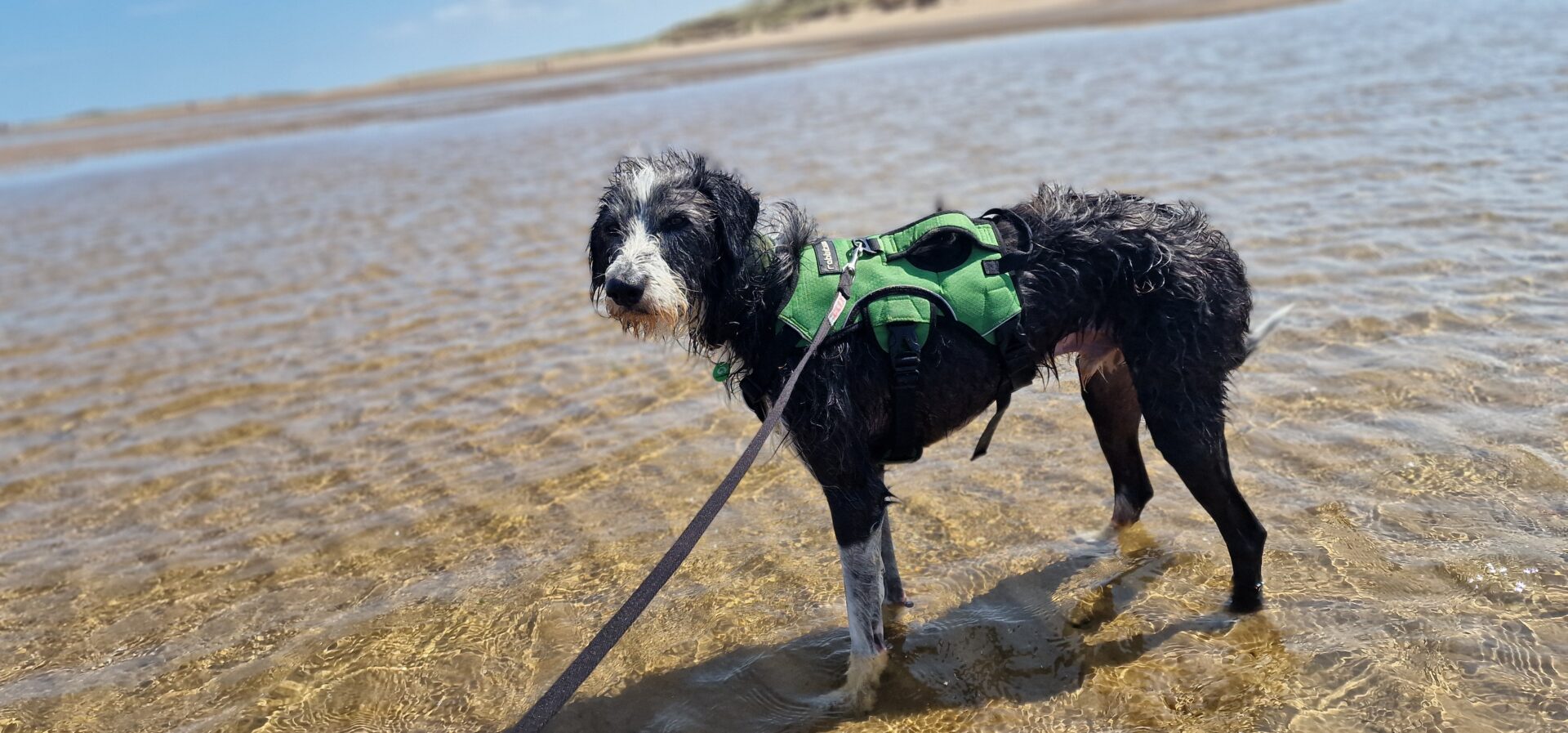 A black and white max lurcher cross dog wearing a green harness stands on a shallow, sandy shoreline, looking back while on a lead, with gentle waves and distant sand dunes in the background under a blue sky.