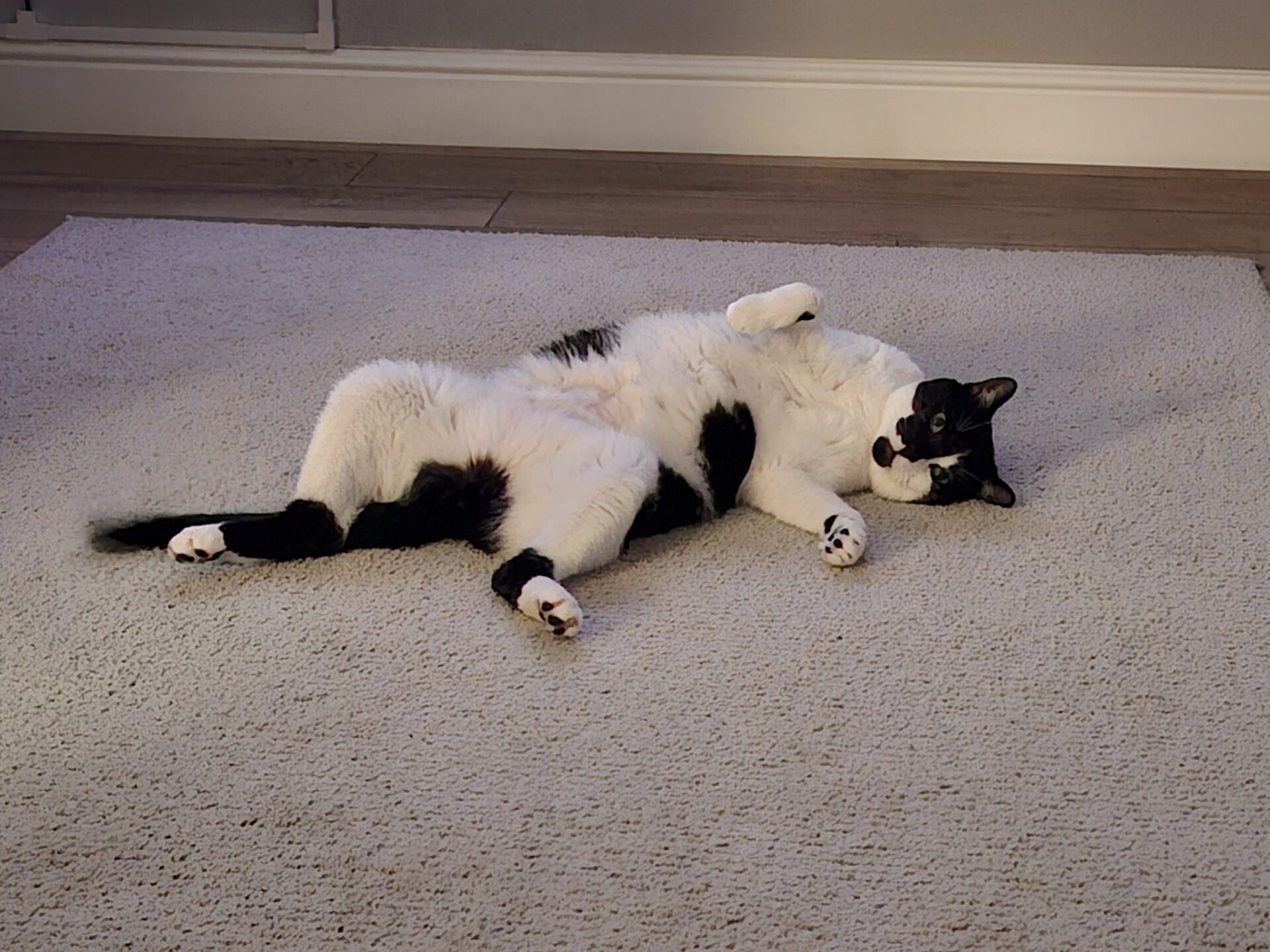 A black and white cat lies belly up on a beige carpet, looking relaxed with one paw raised and the other stretched out. The background shows a wooden floor and a light-coloured wall.