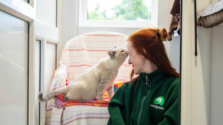 A woman with red hair smiles as a light-coloured cat gently touches her forehead with its nose. She wears a green jacket and sits beside the cat on a colourful chair under a window.