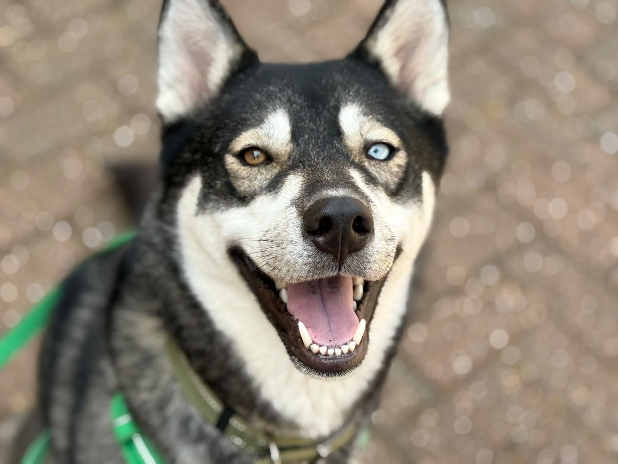 A happy black and white dog, Bonnie the Siberian Husky, with one blue eye and one brown eye looks up, mouth open as if smiling, wearing a green lead and collar, sitting on a paved surface.