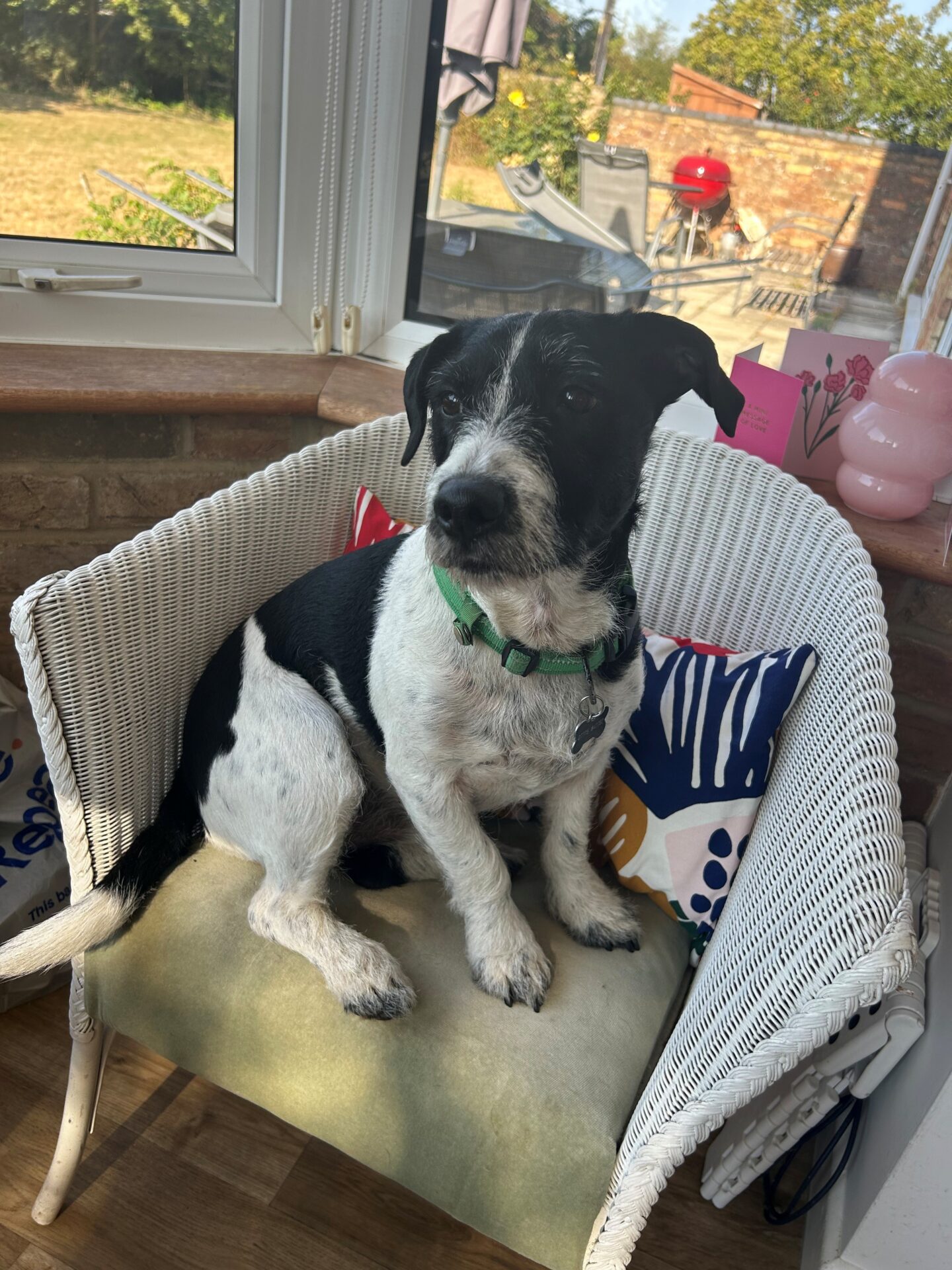 Black and white dog with a green collar sits on a cushioned white wicker chair by a window, surrounded by colourful cushions in a sunlit room. Patio furniture and a red barbecue are visible outside.