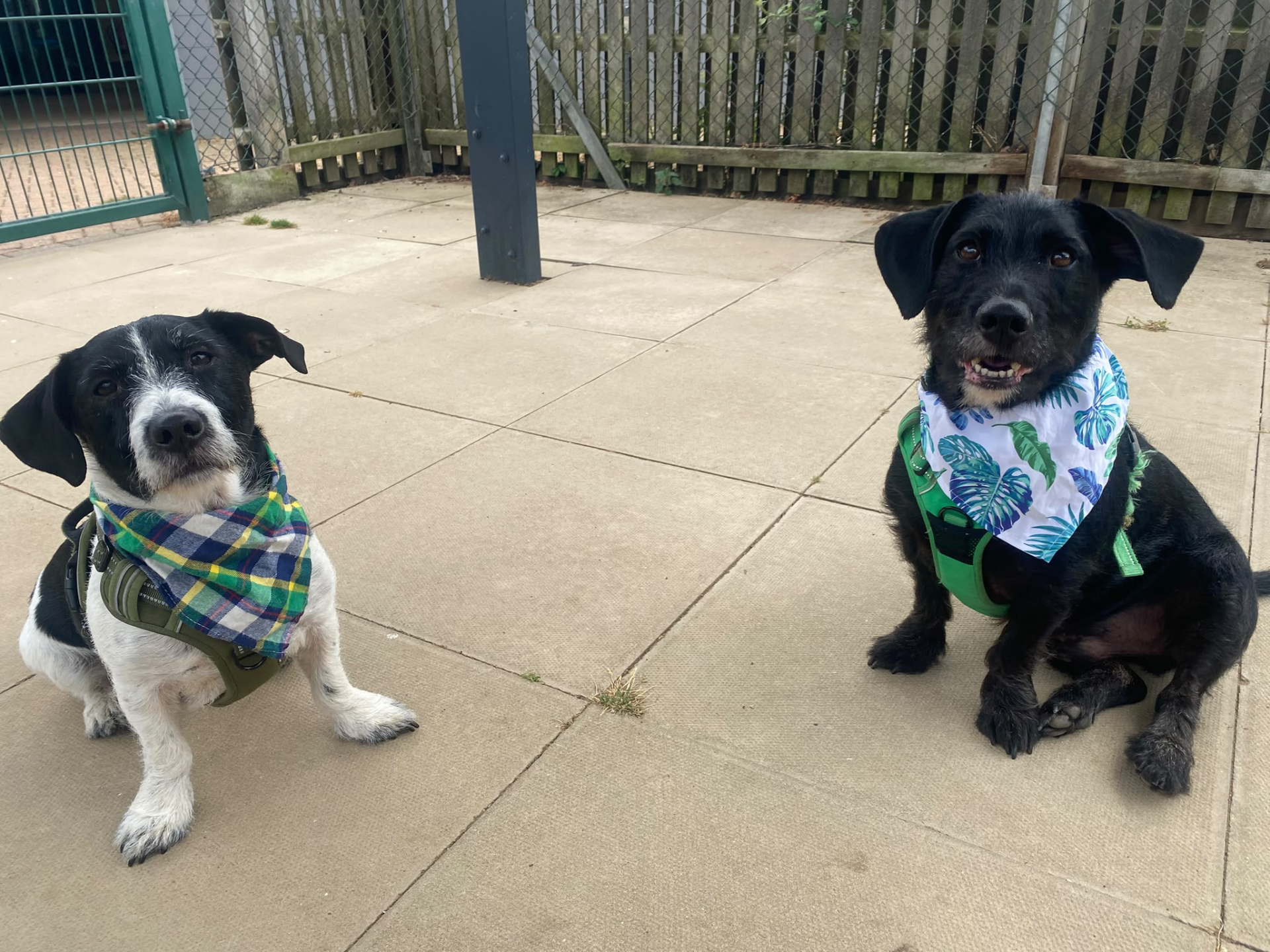 Two dogs sit on a paved area. One has white and black fur with a checked bandana, the other has mostly black fur with a leaf-patterned bandana. Both are looking at the camera.