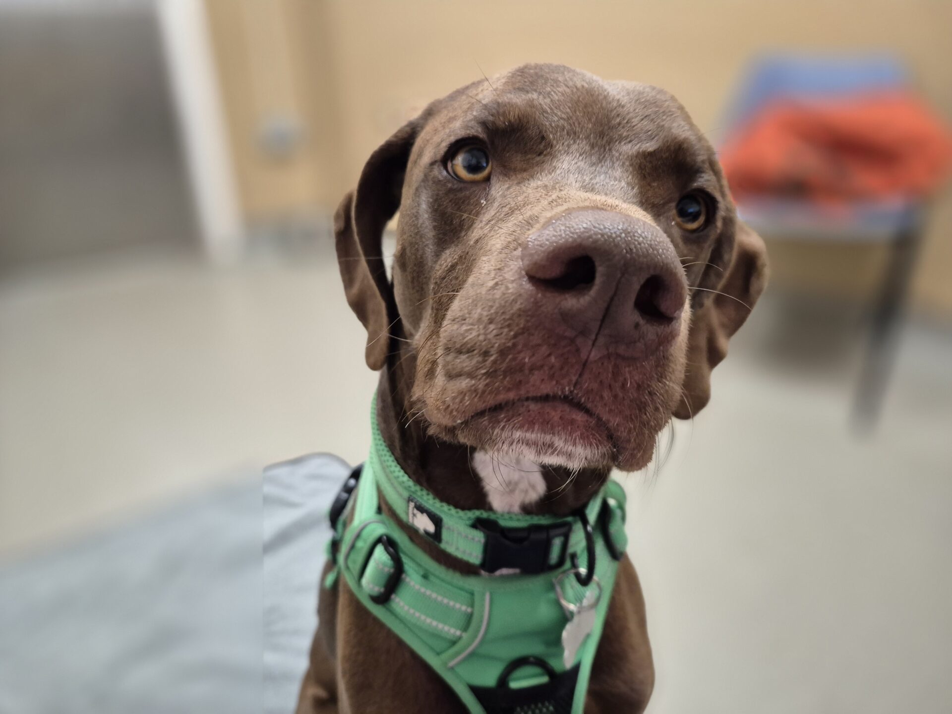 A brown Weimaraner cross wearing a green harness looks up with big eyes, sitting indoors as if ready for a dog chase, with a blurry chair and orange item in the background.