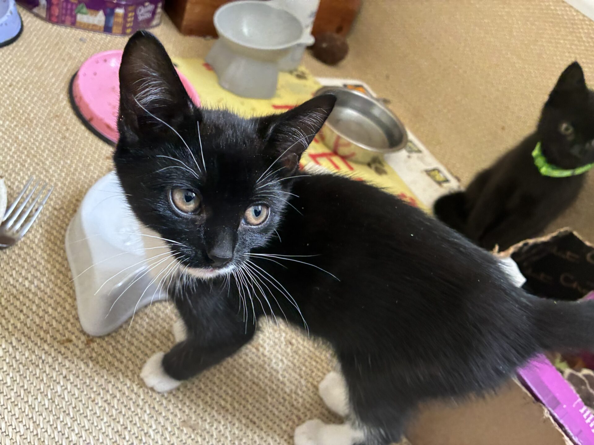 A black and white kitten with white paws stands on a woven mat, looking up. Another black kitten with a green collar sits nearby. Cat dishes and a fork are visible in the background.