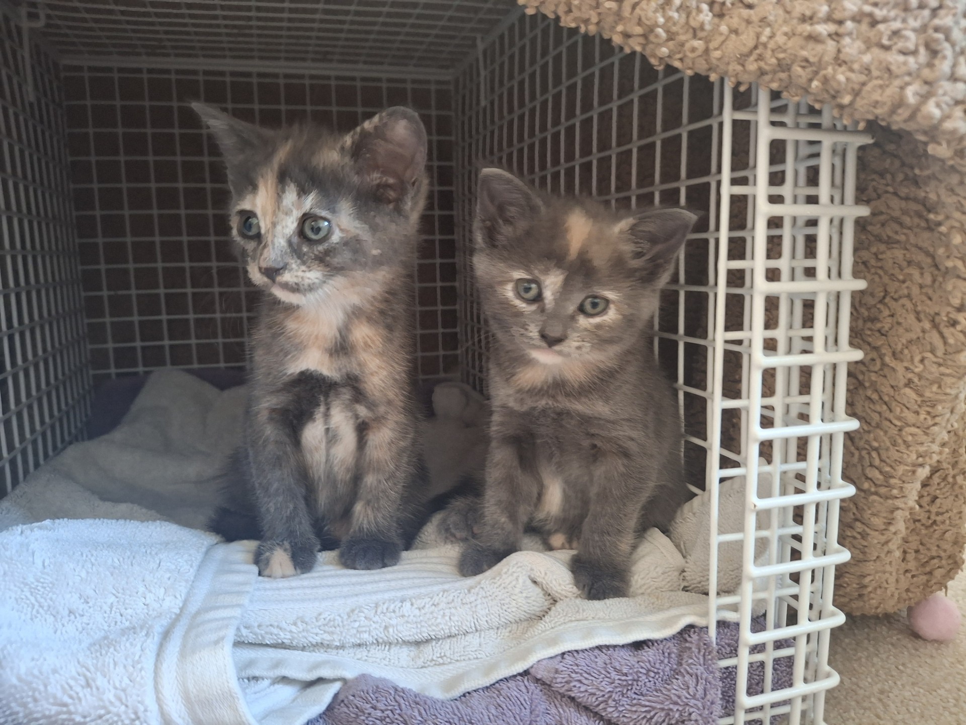 Two young kittens with tortoiseshell colouring sit on towels inside a white wire cage. One kitten is alert and looking up, while the other faces forward with a calm expression.