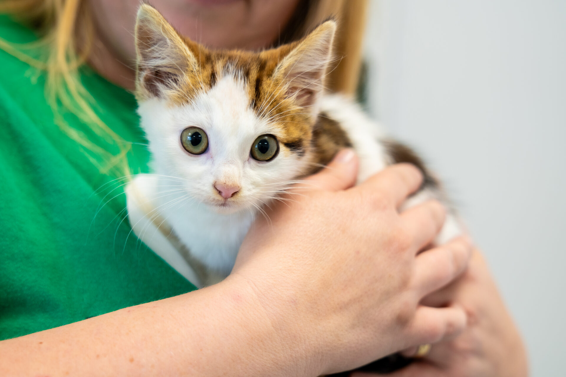 A small, white and brown kitten with big green eyes is being gently held by a person wearing a green jumper. The kitten looks directly at the camera.