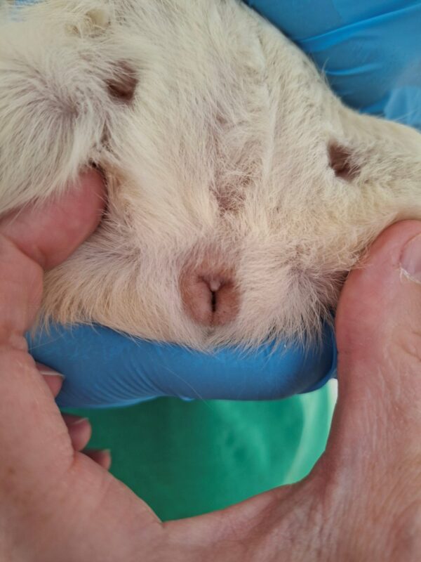 A close-up of a gloved hand and a bare hand gently parting fur to reveal a female guinea pig's genitalia.