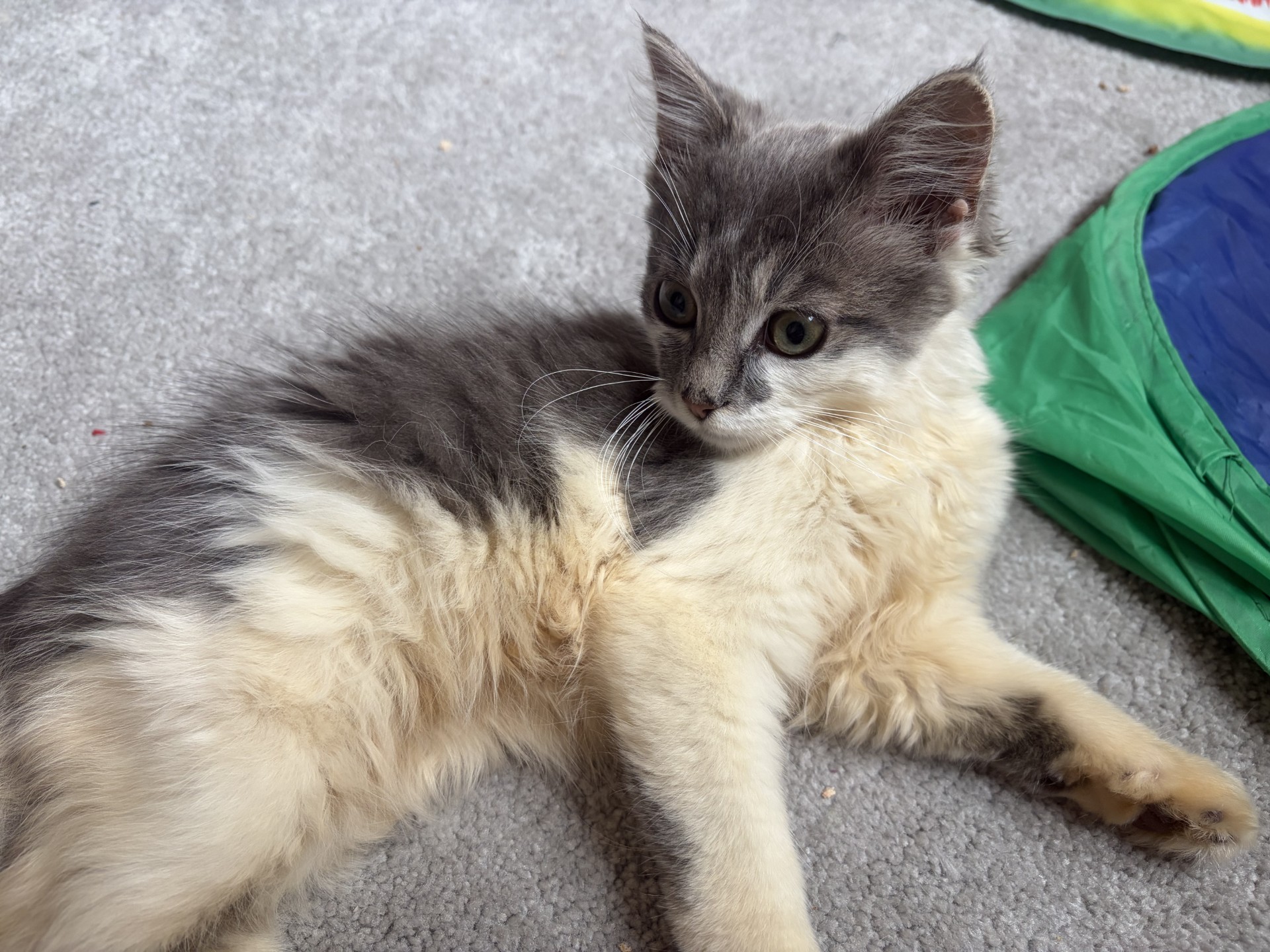 A fluffy grey and cream kitten lies on a carpet near a green and blue cat tunnel, looking alertly to the side.