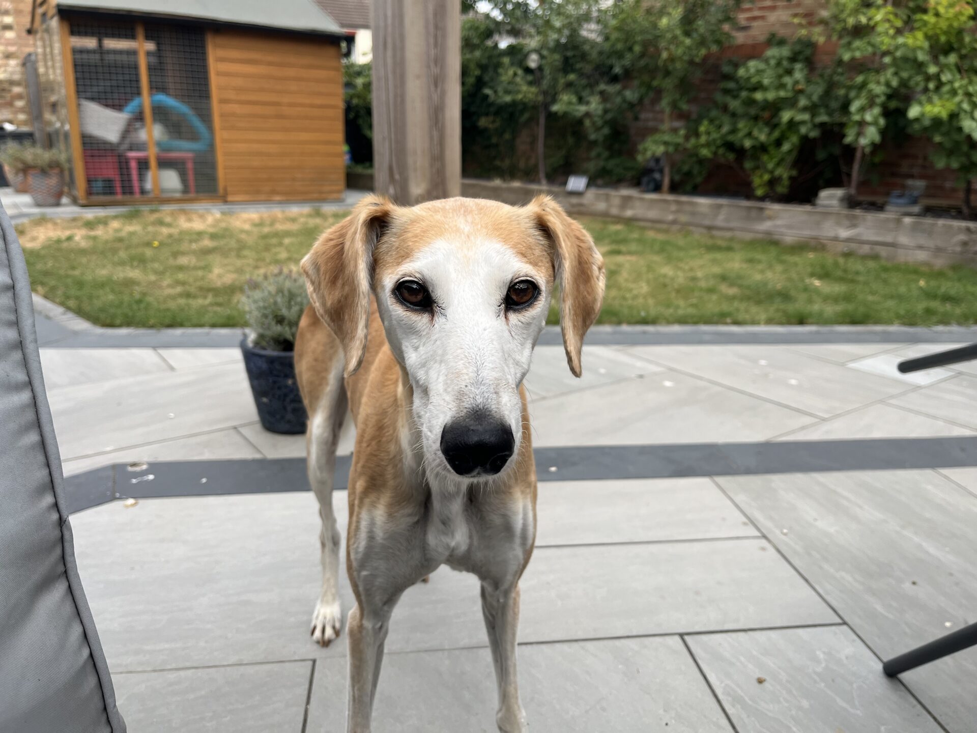 A tan and white lurcher dog with floppy ears stands on a grey patio, looking at the camera. There is a green lawn, wooden shed, and plants in the background. This is Sally, an affectionate companion enjoying her day outdoors.