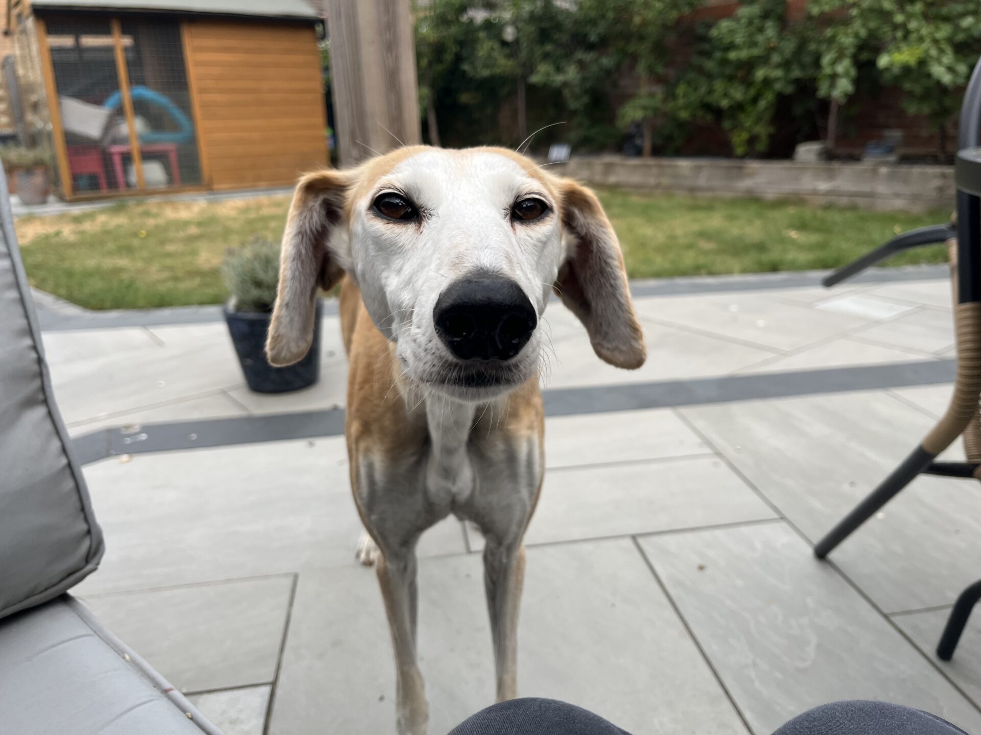 A slender lurcher with floppy ears stands on a stone patio, looking directly at the camera. There is a garden shed, green plants, and outdoor furniture in the background.