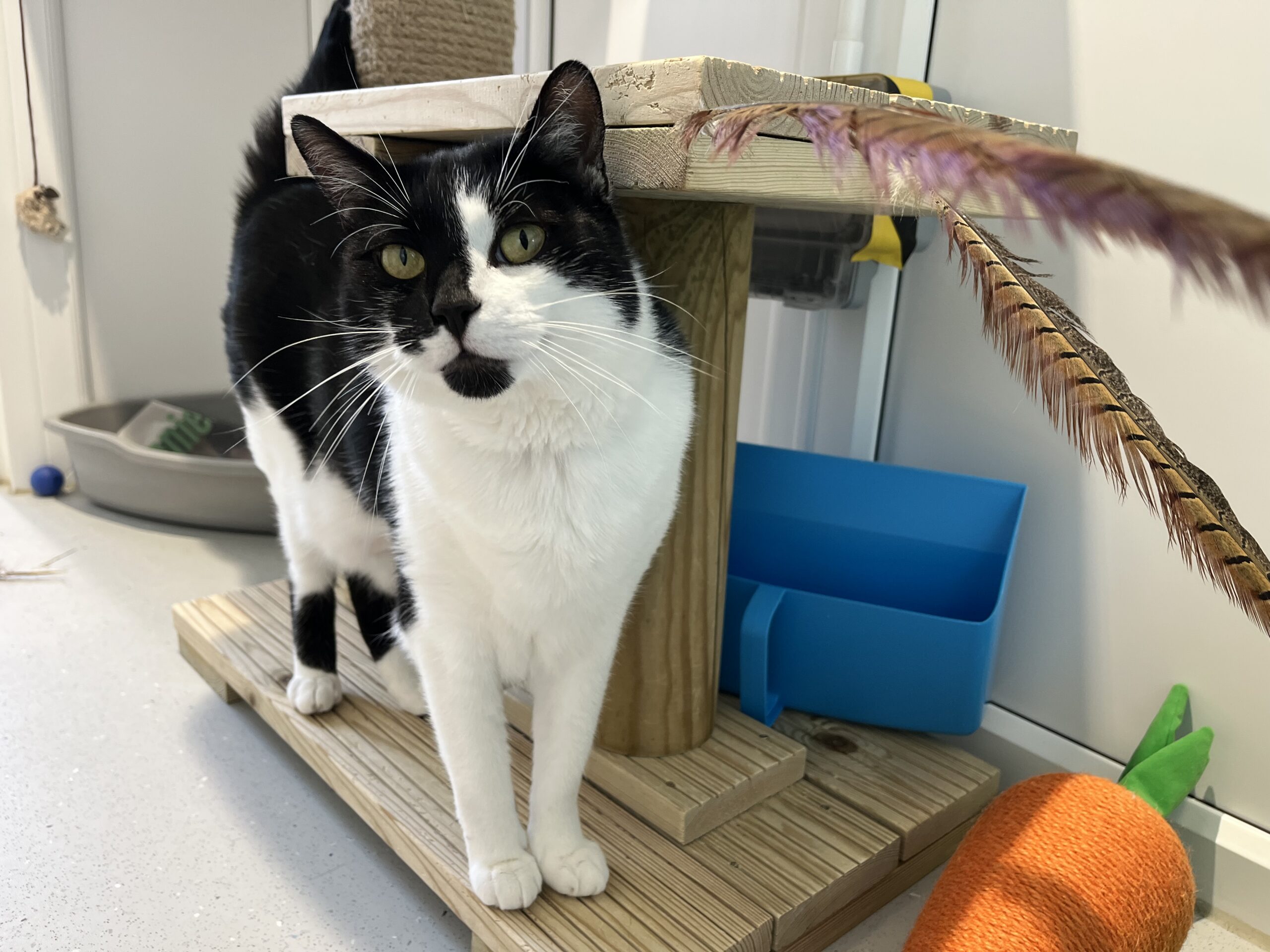 A black and white cat stands on a wooden scratch post, looking at the camera. Cat toys and a litter tray are visible in the background.