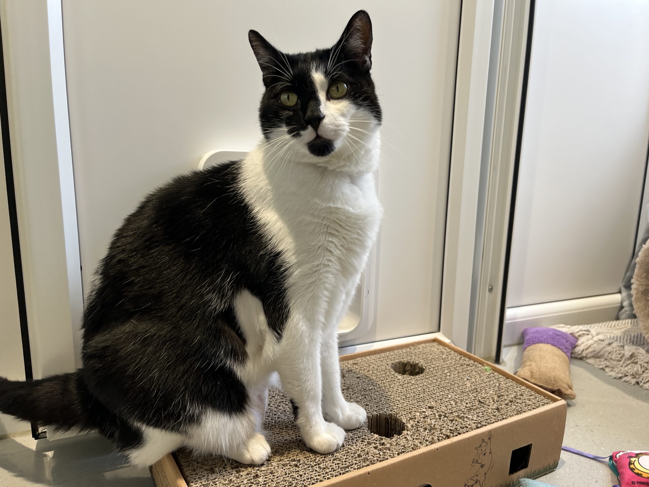 A black and white cat sits on a cardboard scratch pad, looking at the camera. Cat toys and a scratching post are nearby in a bright room.