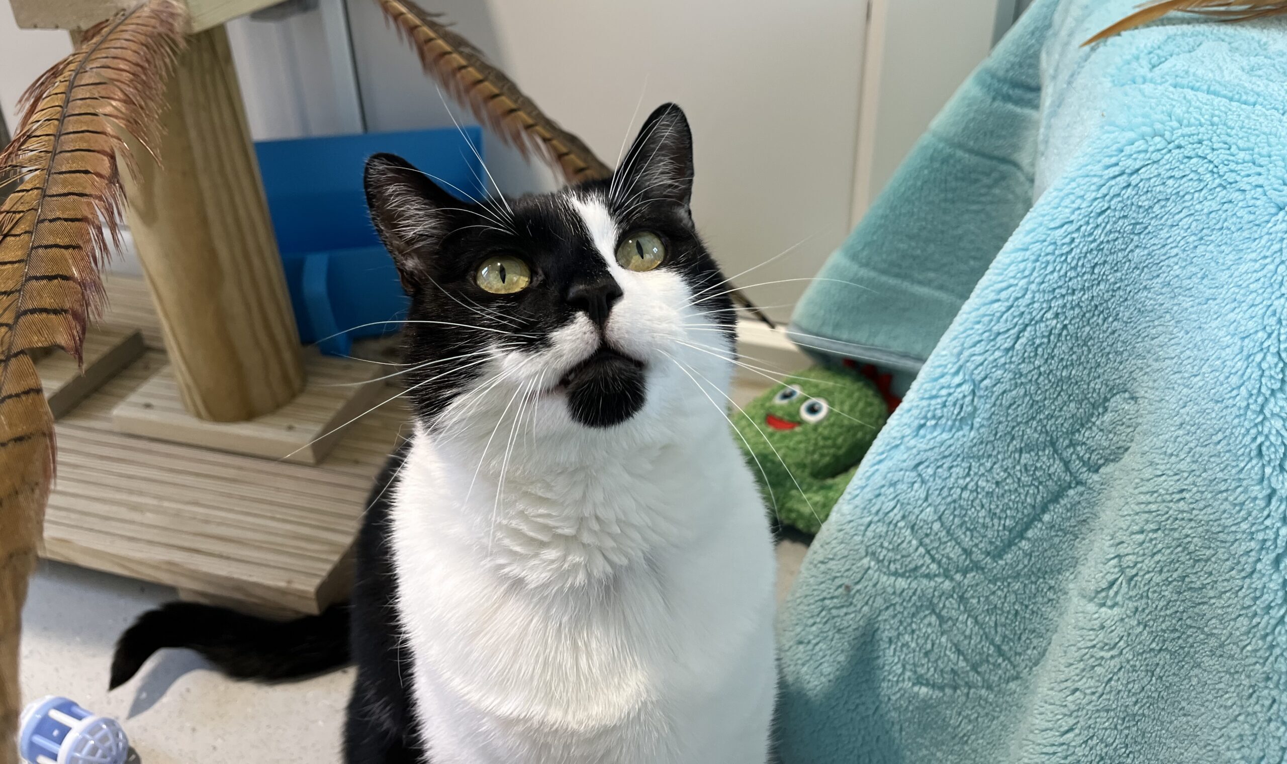 A black and white cat sits on the floor, looking up. Nearby are a scratching post with feathers, a green plush toy, and a blue blanket draped over a surface. The setting appears to be indoors.