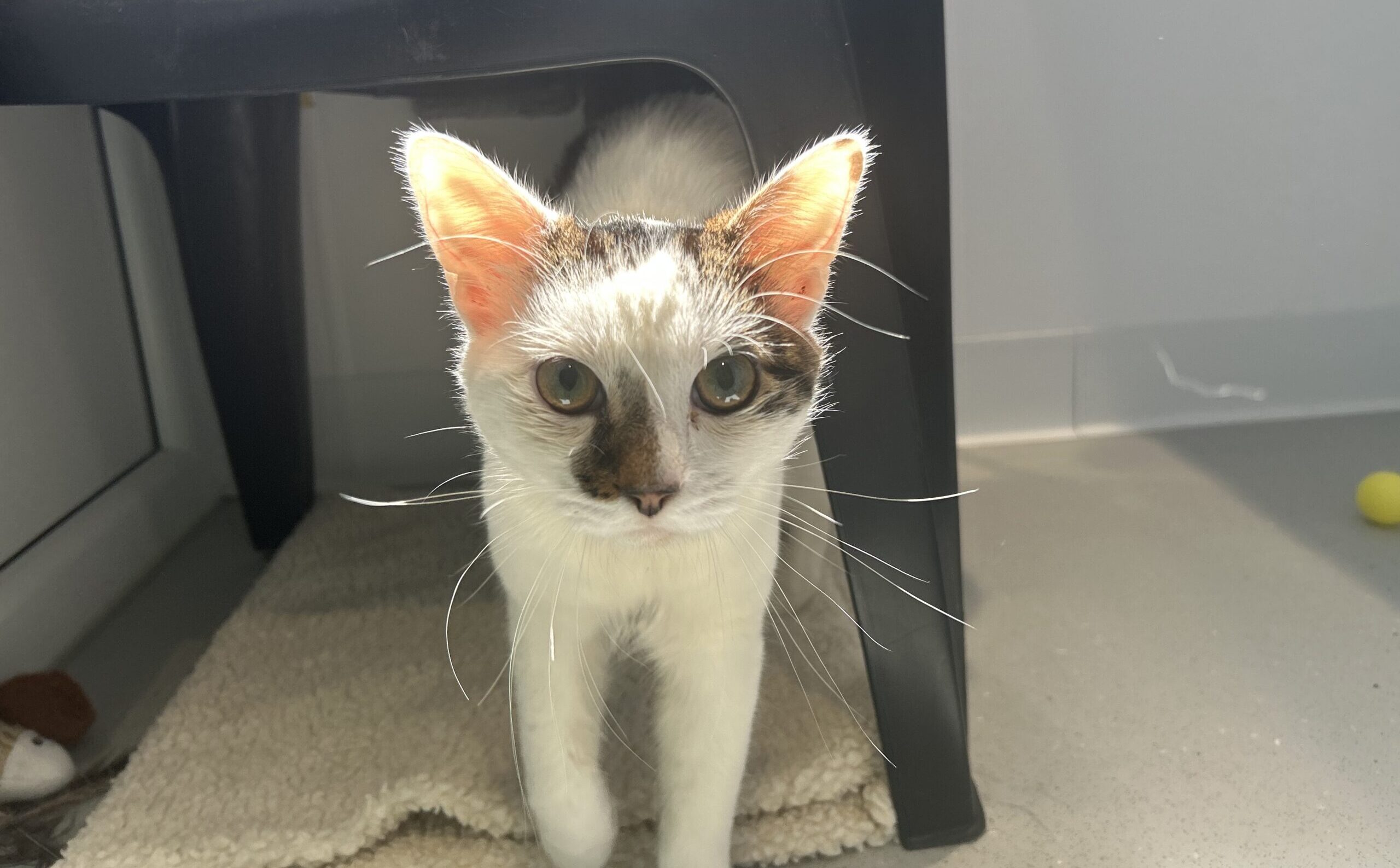 A white cat with dark markings on its face and ears stands under a black chair, sunlight highlighting its ears and whiskers. The cat looks directly at the camera on a light-coloured floor.