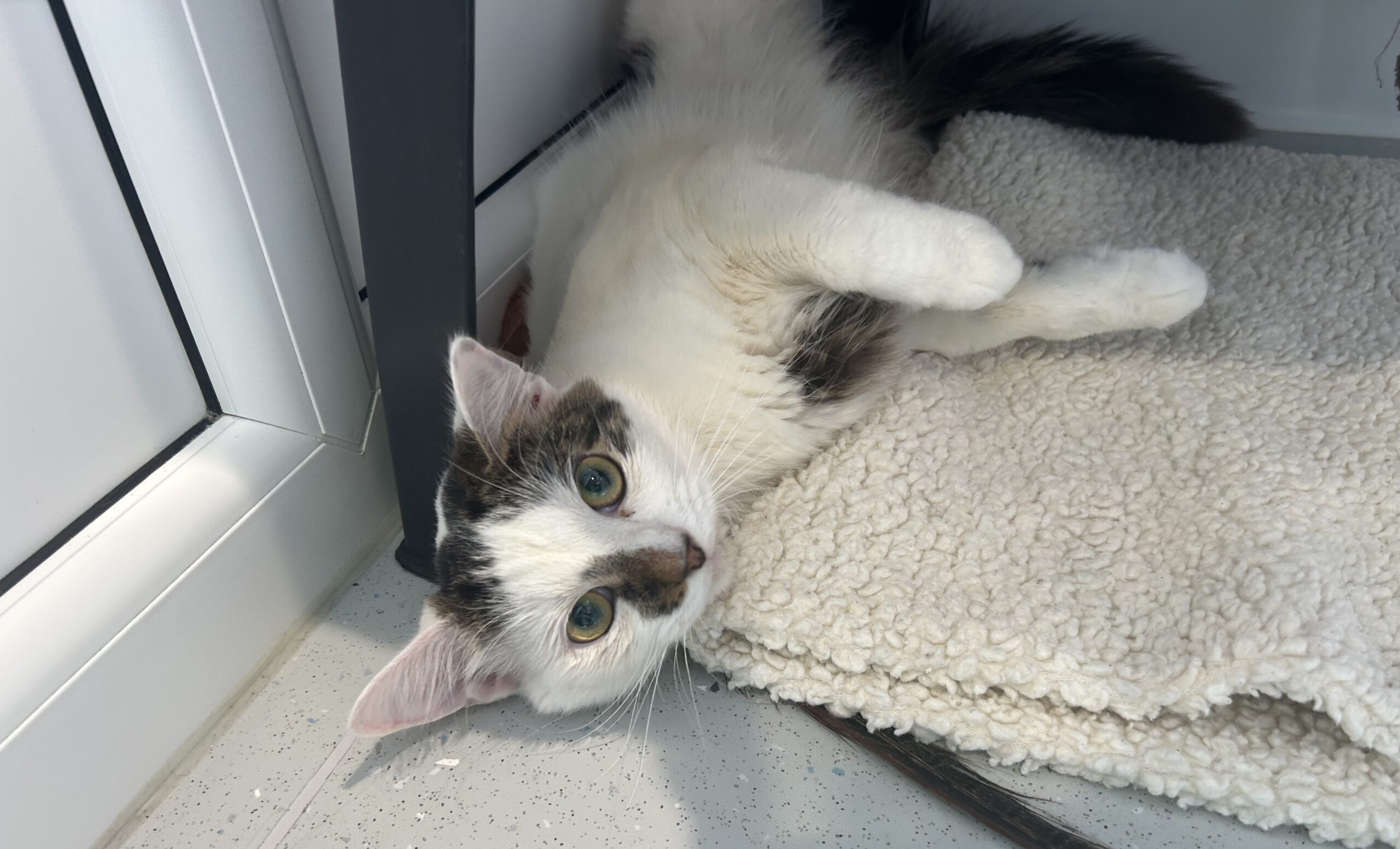 A white and black cat lies on its side on a textured beige mat, next to a grey table leg and a glass door. The cat looks up with wide green eyes, appearing relaxed and curious.