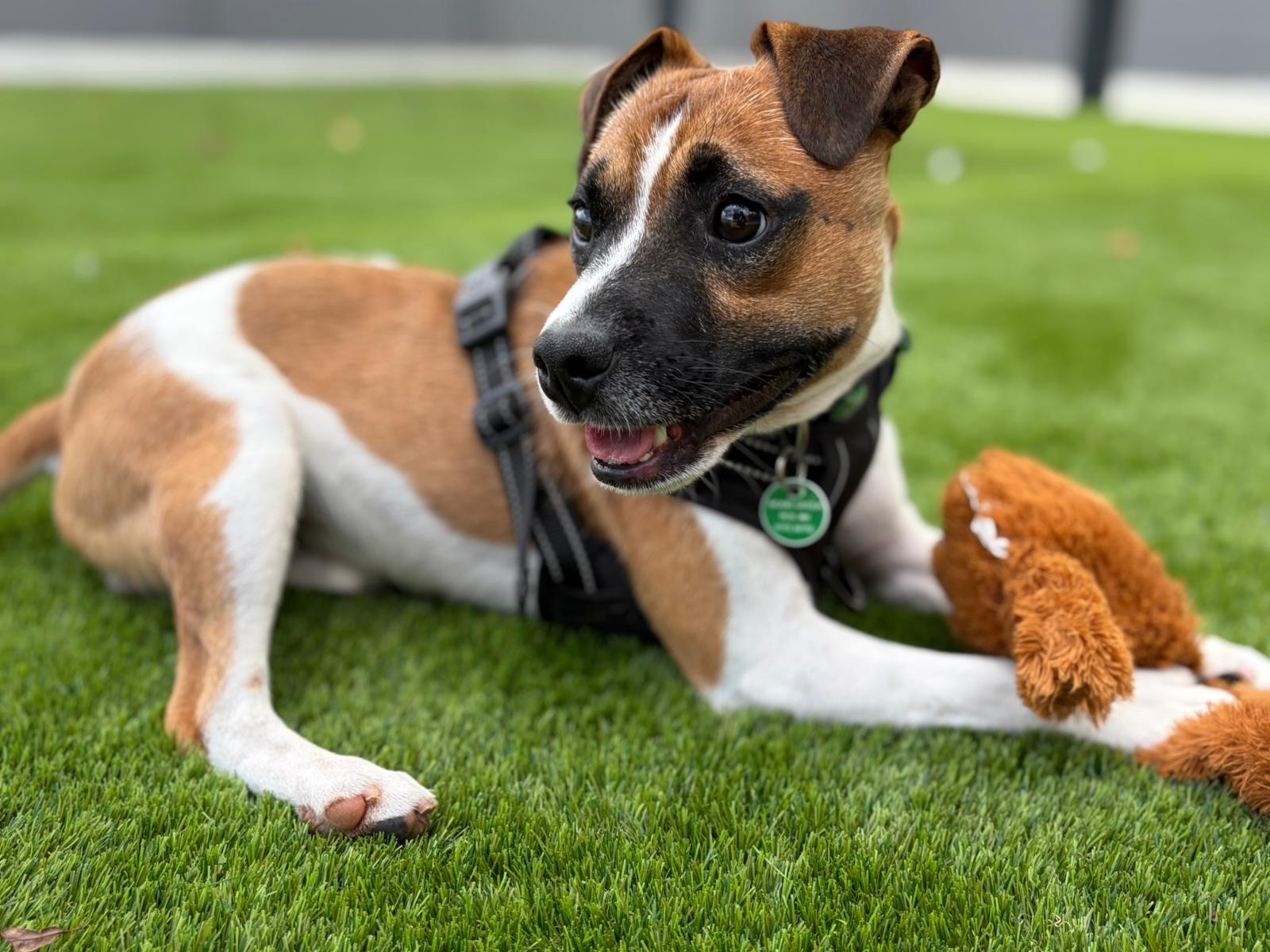 A brown and white Terrier wearing a harness lies on green grass, holding a brown plush toy with its paws, looking to the side with an open mouth and alert expression.