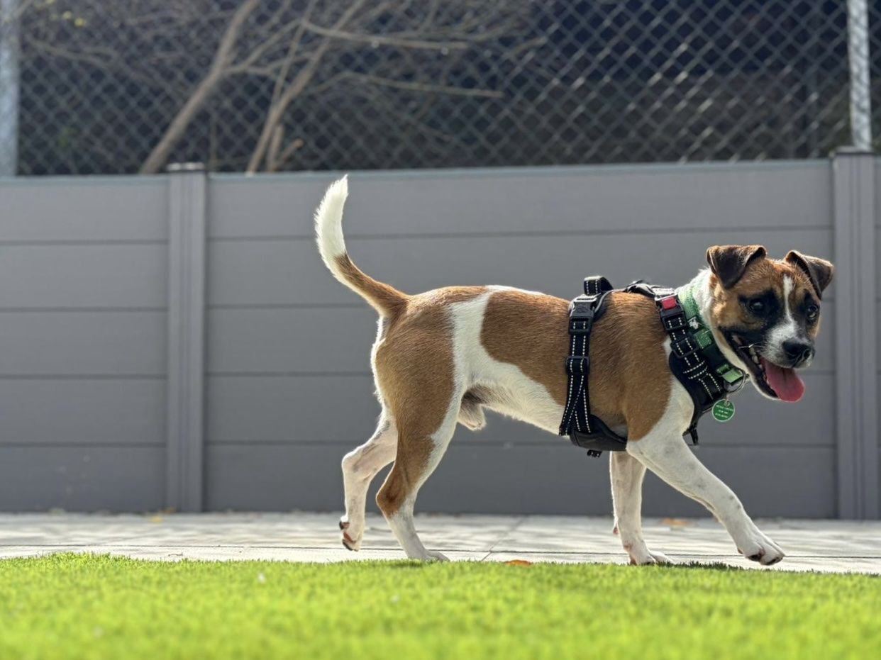 A small brown and white Terrier wearing a harness walks on a patio next to green grass, with a grey fence and some branches in the background.