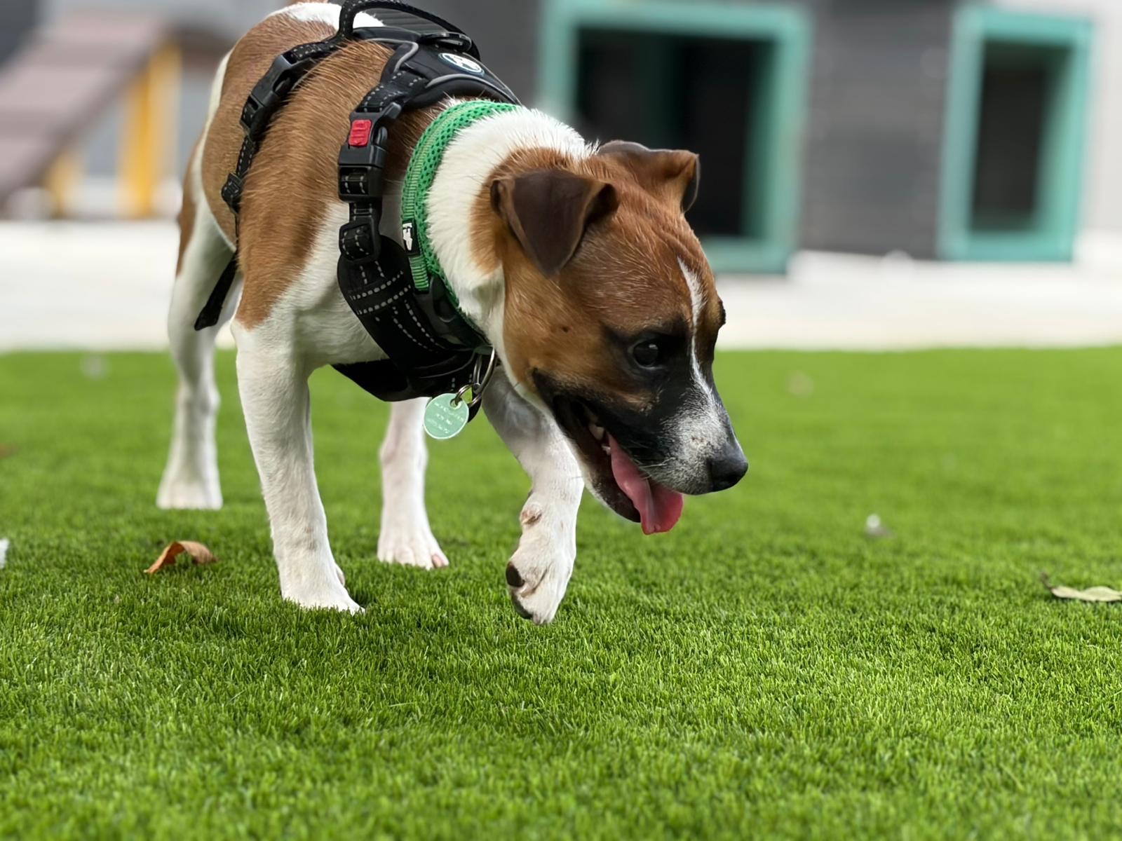 A small brown and white Terrier wearing a harness walks on green grass with its tongue out. The background is blurred, showing building walls and windows.