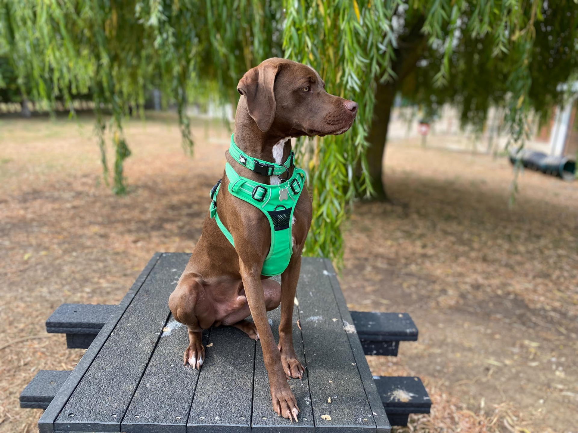 A brown Weimaraner cross dog wearing a bright green harness sits on a black wooden picnic table outdoors, surrounded by trees and dry grass, as if ready for an energetic dog chase.