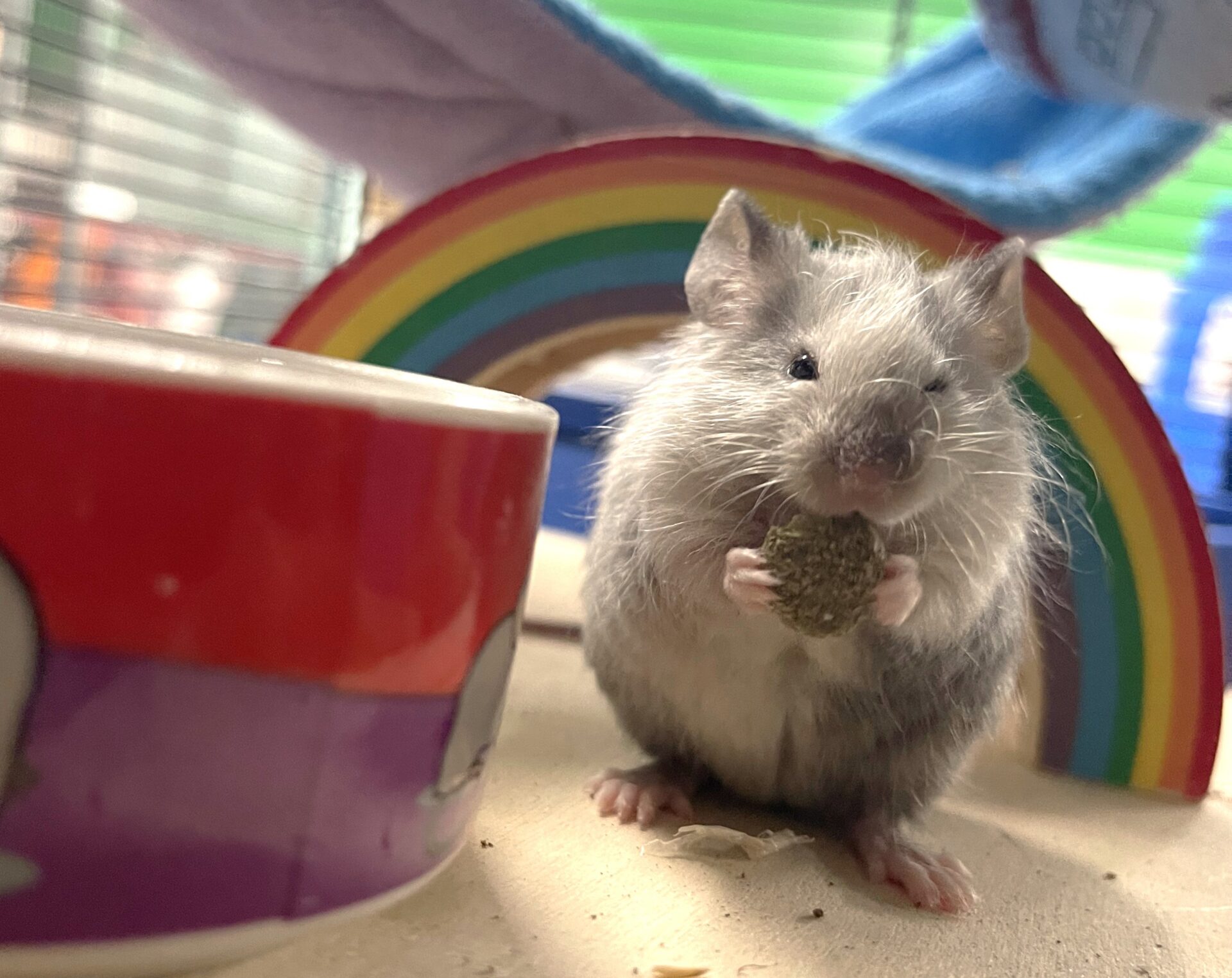 A fluffy grey mouse holding food sits in front of a wooden rainbow bridge, with a red water bowl nearby.