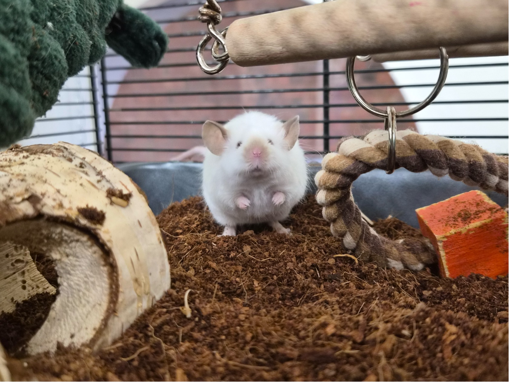 A fluffy white hamster sits in a soil tray inside a cage, surrounded by wooden toys and ropes, looking directly at the camera with its tiny pink paws raised.