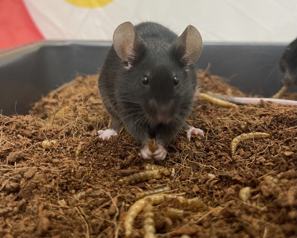 A black mouse sits in soil, holding food with its front paws while facing the camera. Mealworms are scattered around, and a blurry background.