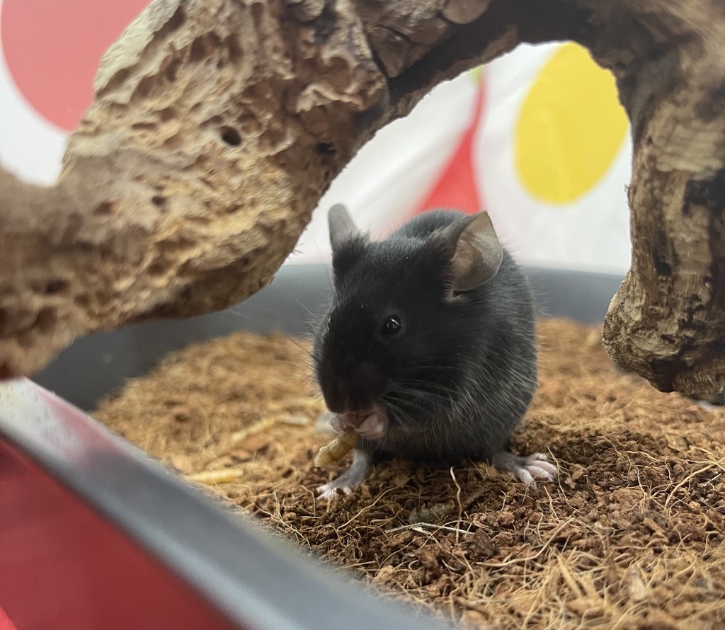 A small black mouse sits in soil under a curved piece of wood, holding food in its front paws.
